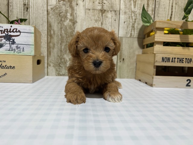静岡県のハーフ犬・ミックス犬 (ペッツワン浜松都田テクノ店/2026年1月27日生まれ/男の子/アプリコット)の子犬