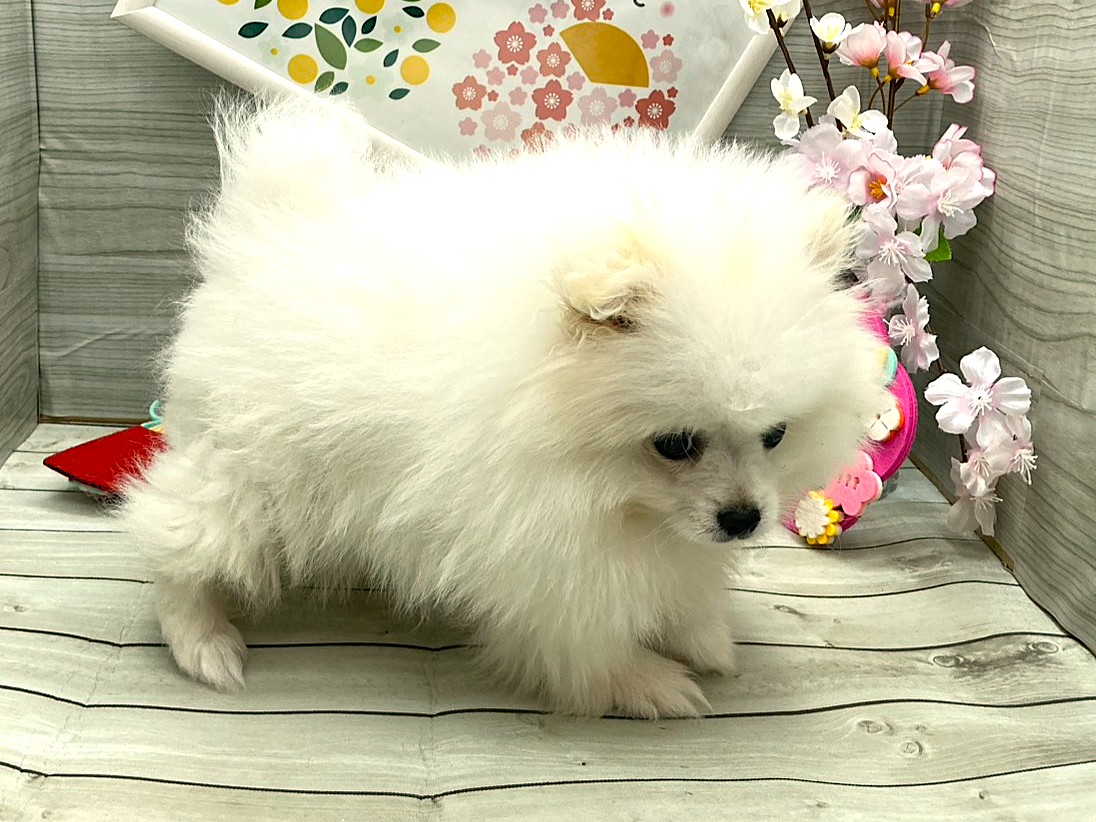 京都府のポメラニアン (ペッツワン木津川店/2026年1月16日生まれ/男の子/パーティーカラー)の子犬の2枚目の画像