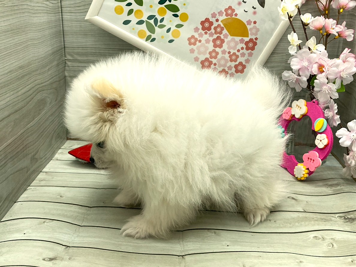 京都府のポメラニアン (ペッツワン木津川店/2026年1月16日生まれ/男の子/パーティーカラー)の子犬の3枚目の画像