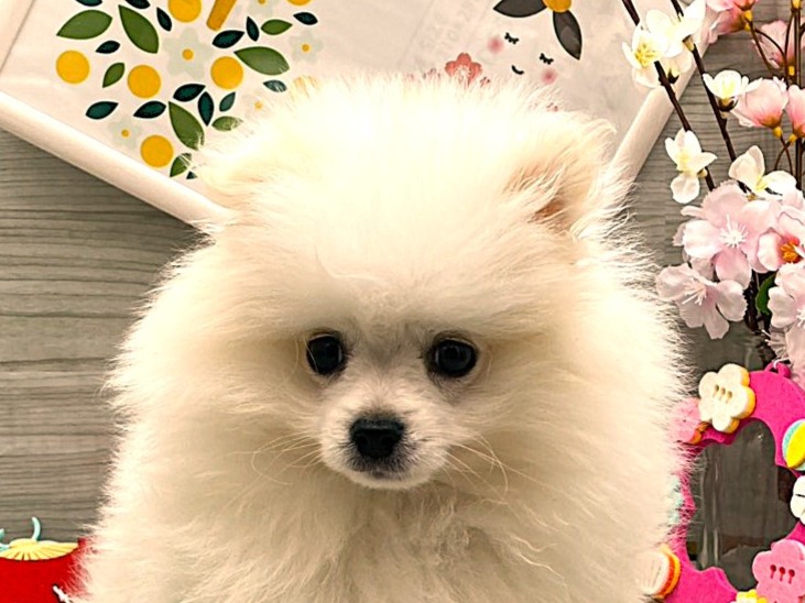 京都府のポメラニアン (ペッツワン木津川店/2026年1月16日生まれ/男の子/パーティーカラー)の子犬の1枚目の画像