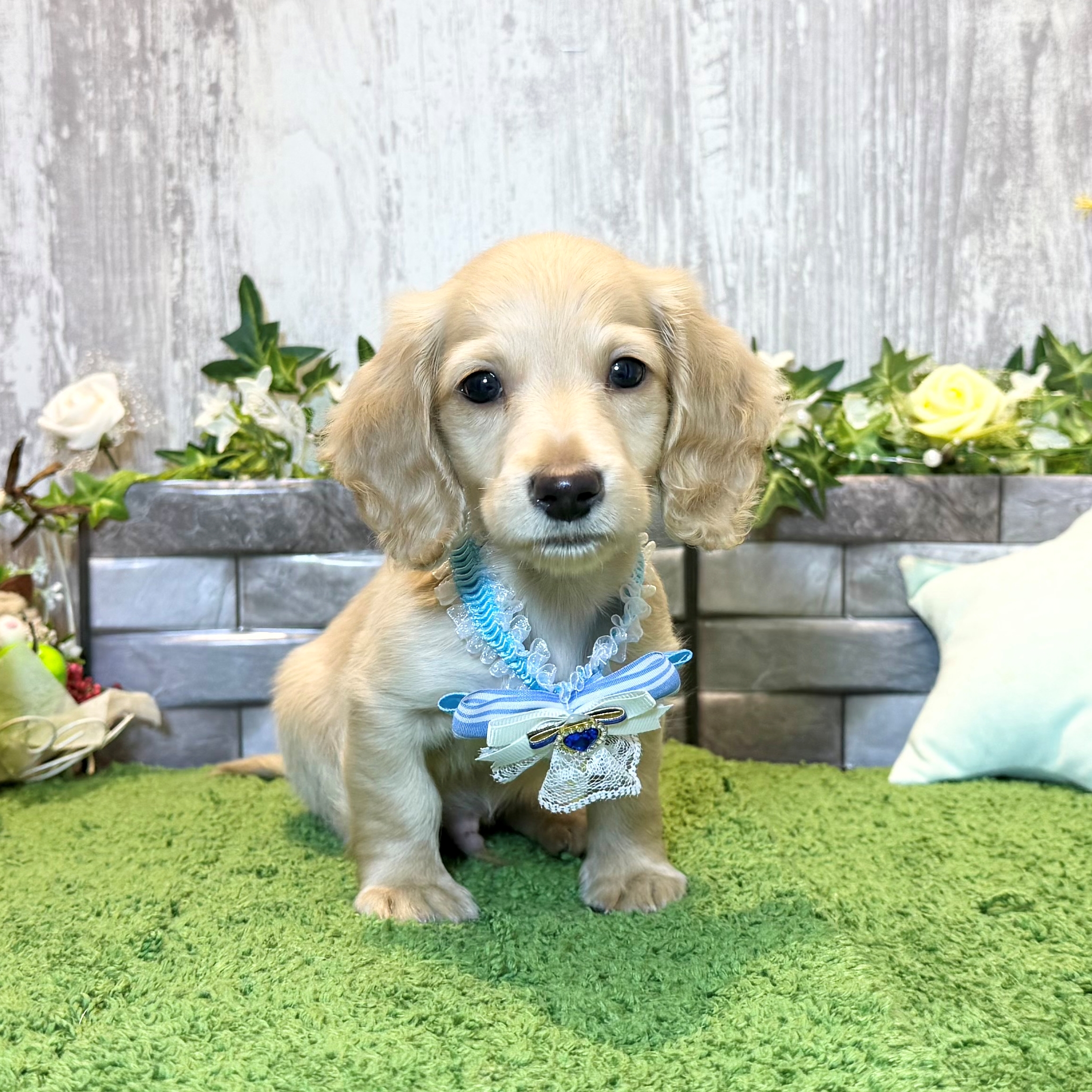 兵庫県のミニチュアダックスフンド(ロング) (ペッツワン姫路大津店/2026年1月25日生まれ/男の子/イエロー)の子犬の1枚目の画像