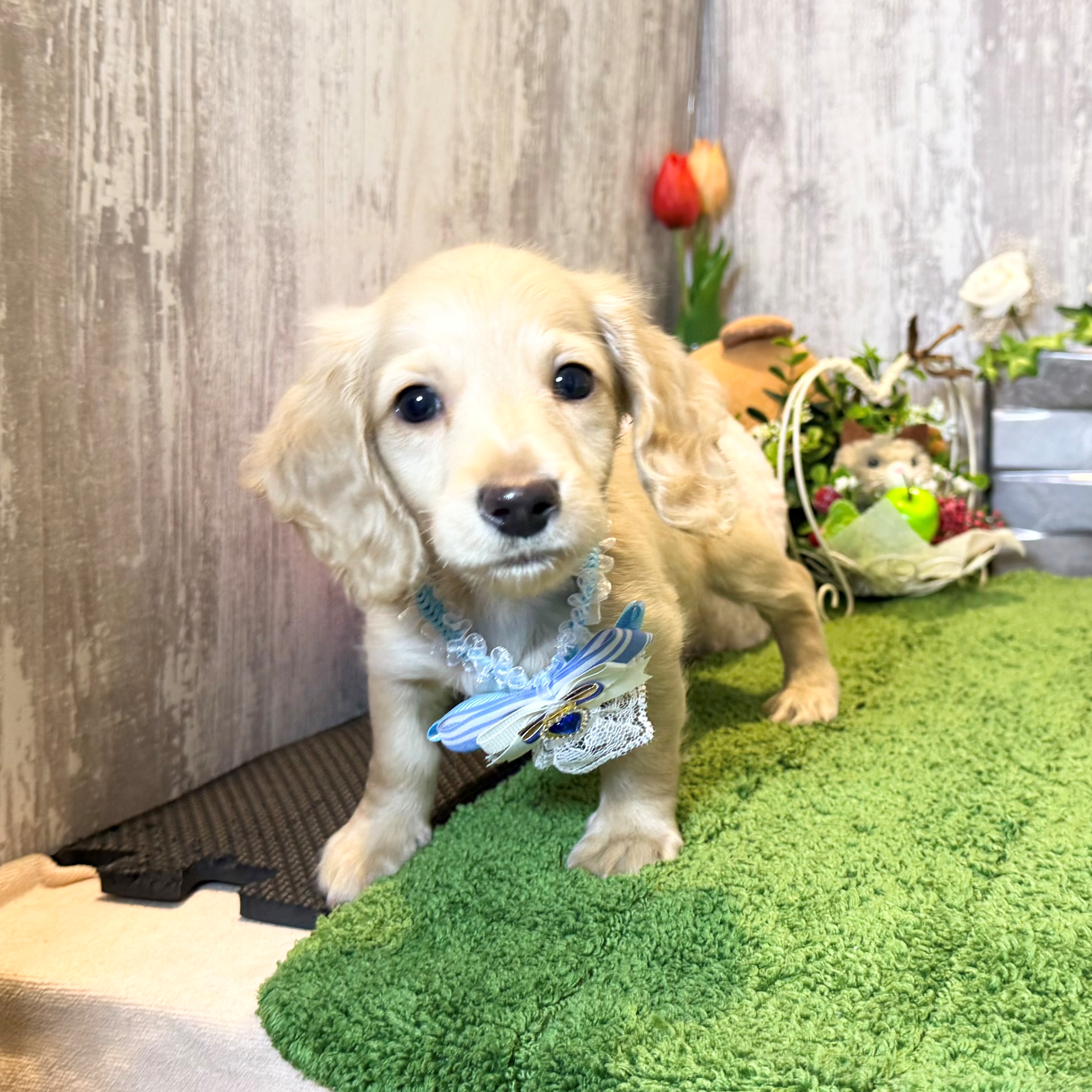 兵庫県のミニチュアダックスフンド(ロング) (ペッツワン姫路大津店/2026年1月25日生まれ/男の子/イエロー)の子犬の3枚目の画像