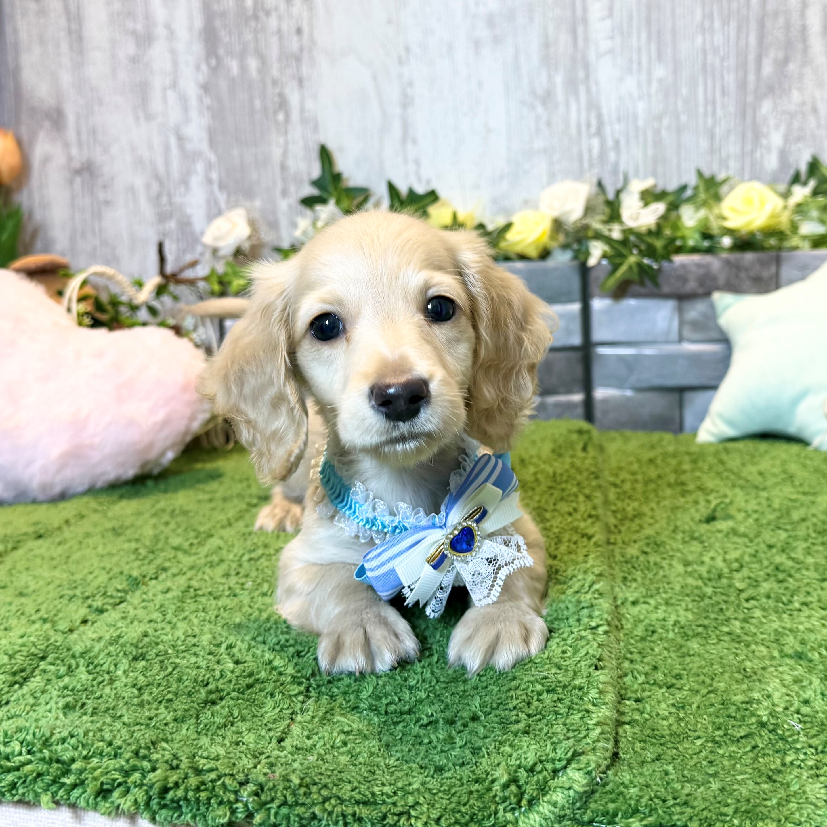 兵庫県のミニチュアダックスフンド(ロング) (ペッツワン姫路大津店/2026年1月25日生まれ/男の子/イエロー)の子犬の2枚目の画像