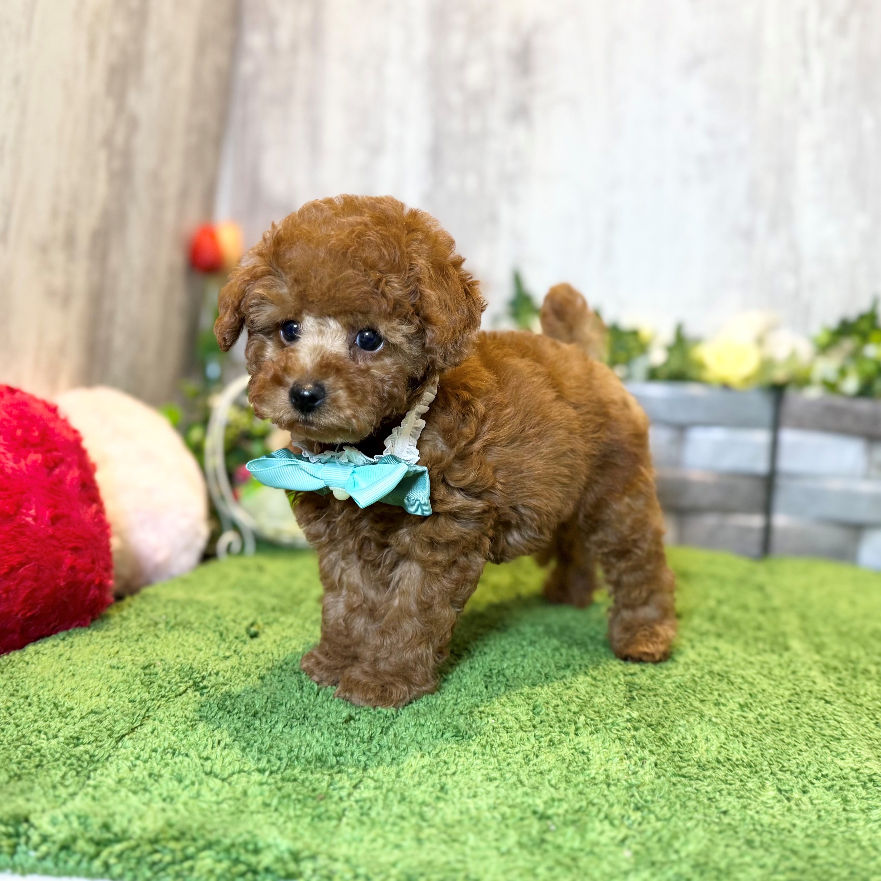 兵庫県のトイプードル(トイ) (ペッツワン姫路大津店/2026年1月27日生まれ/男の子/レッドフォーン)の子犬の3枚目の画像