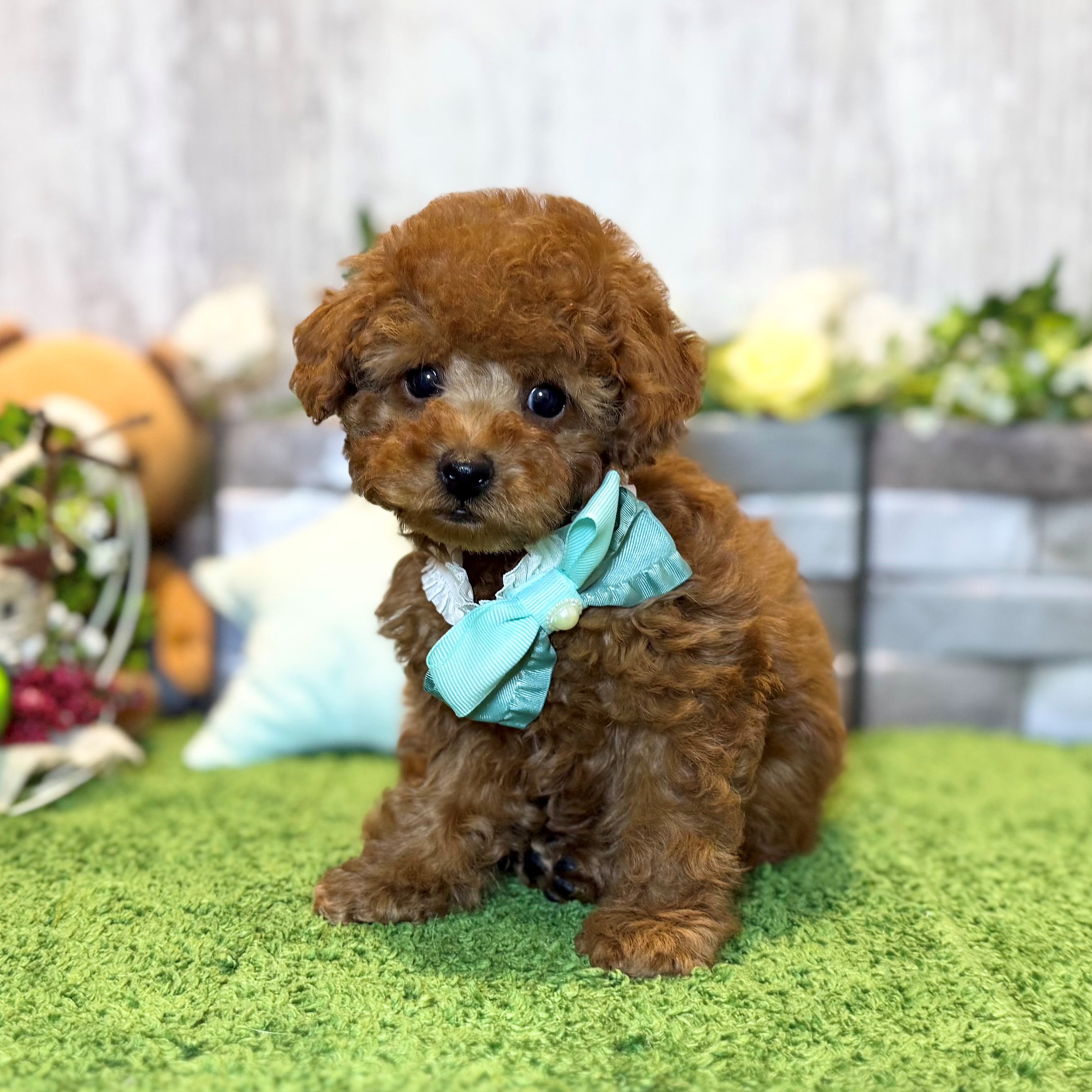 兵庫県のトイプードル(トイ) (ペッツワン姫路大津店/2026年1月27日生まれ/男の子/レッドフォーン)の子犬の2枚目の画像