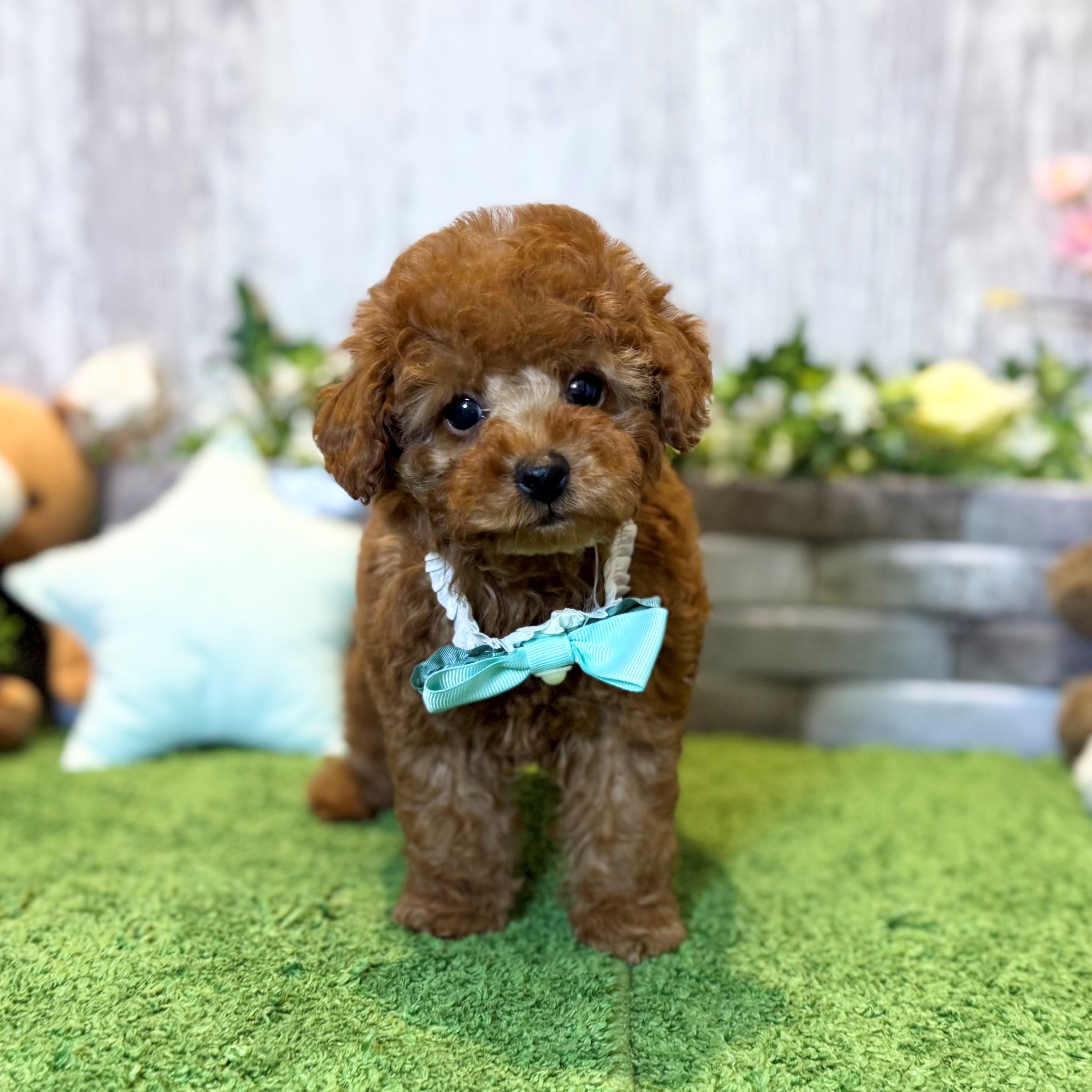 兵庫県のトイプードル(トイ) (ペッツワン姫路大津店/2026年1月27日生まれ/男の子/レッドフォーン)の子犬の1枚目の画像