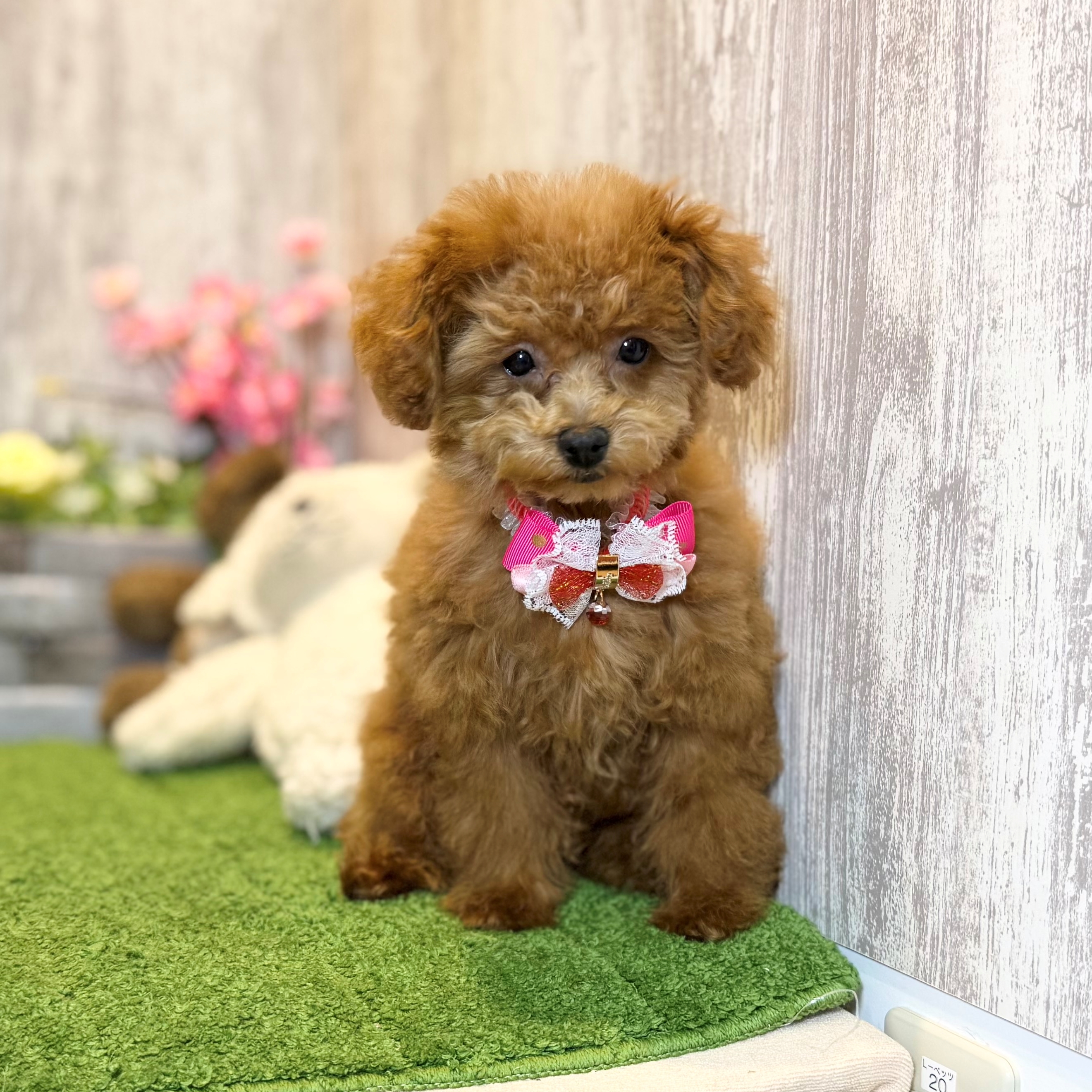 兵庫県のトイプードル(トイ) (ペッツワン姫路大津店/2025年11月25日生まれ/女の子/レッドフォーン)の子犬の1枚目の画像