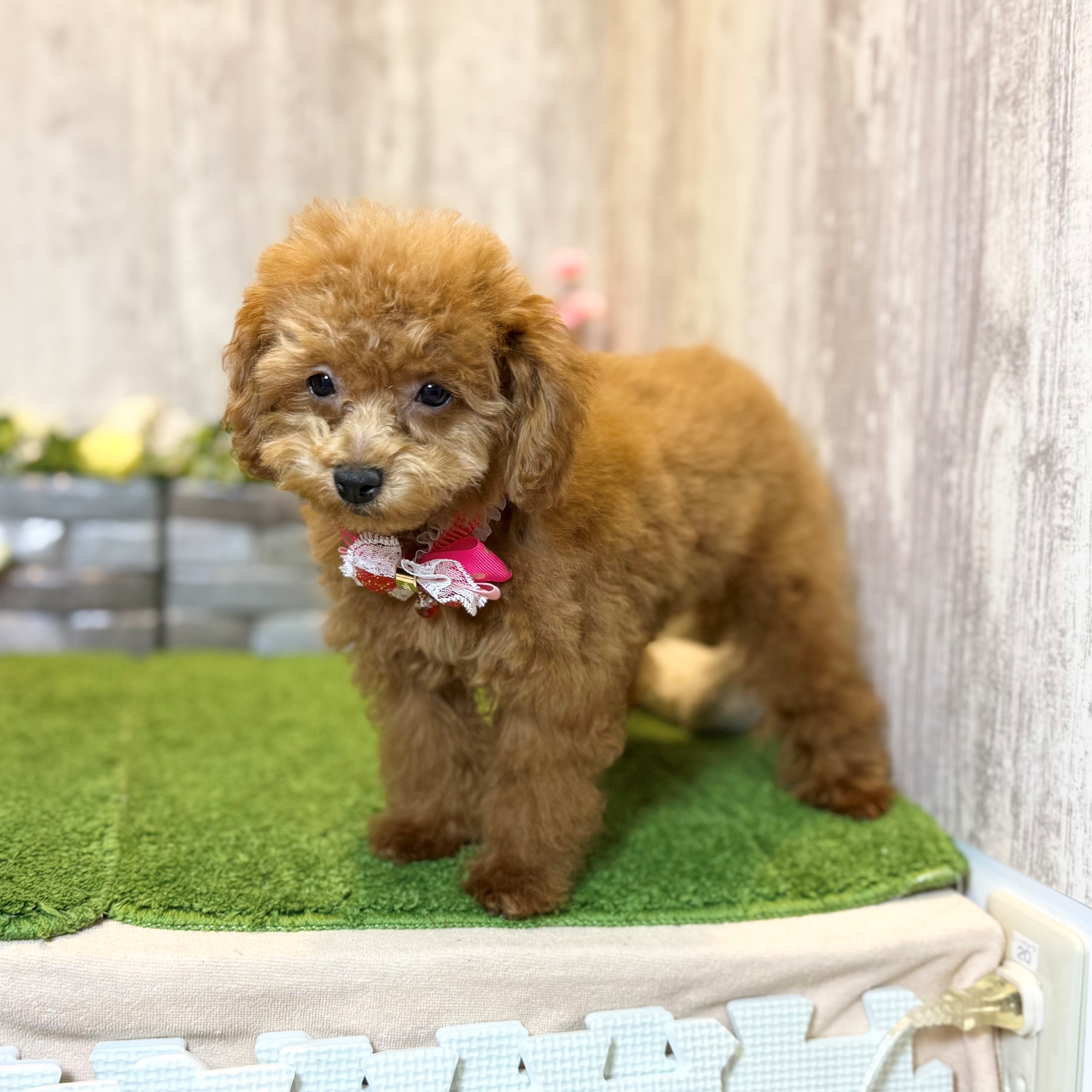 兵庫県のトイプードル(トイ) (ペッツワン姫路大津店/2025年11月25日生まれ/女の子/レッドフォーン)の子犬の2枚目の画像