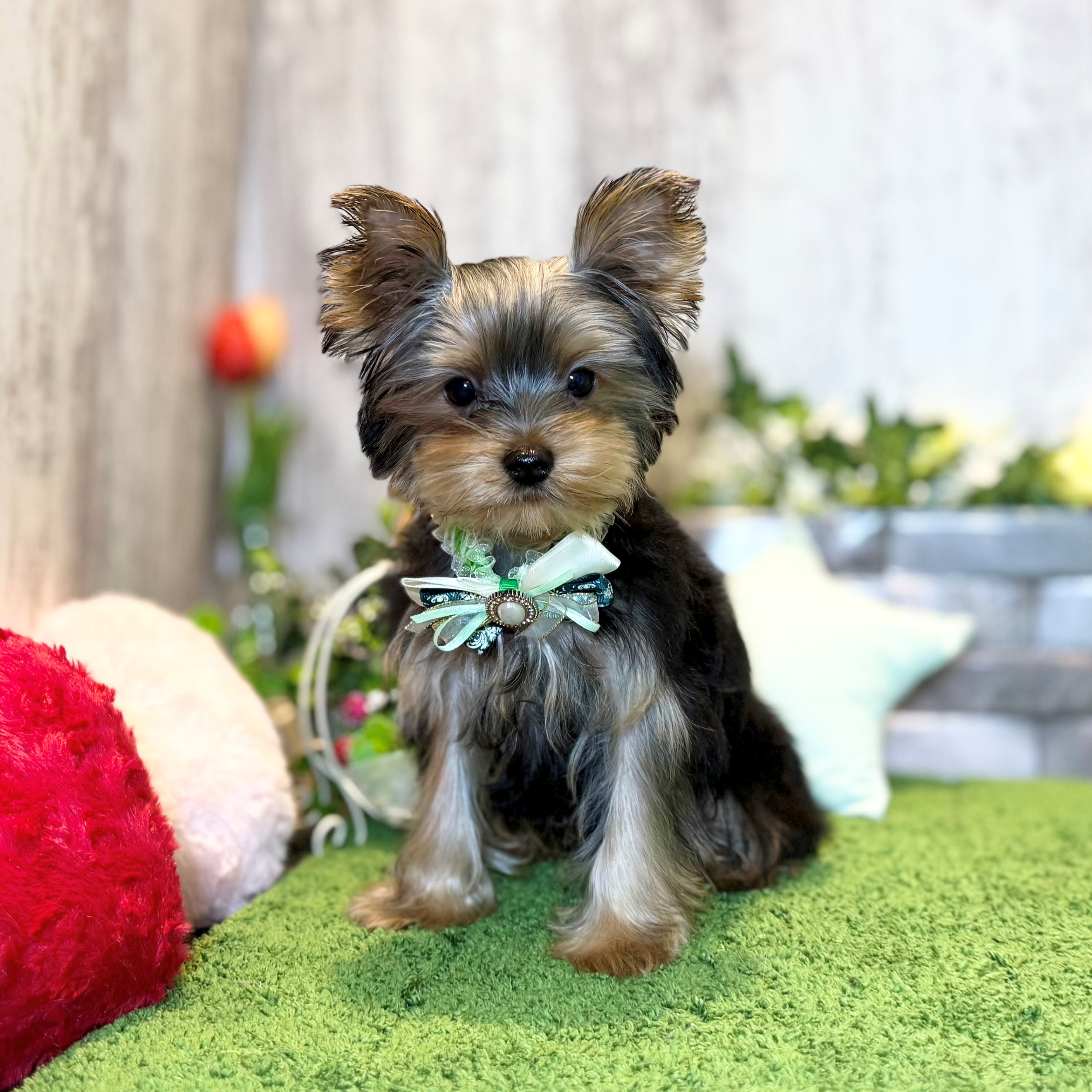 兵庫県のヨークシャーテリア (ペッツワン姫路大津店/2025年11月25日生まれ/男の子/スチールブルータン)の子犬の1枚目の画像