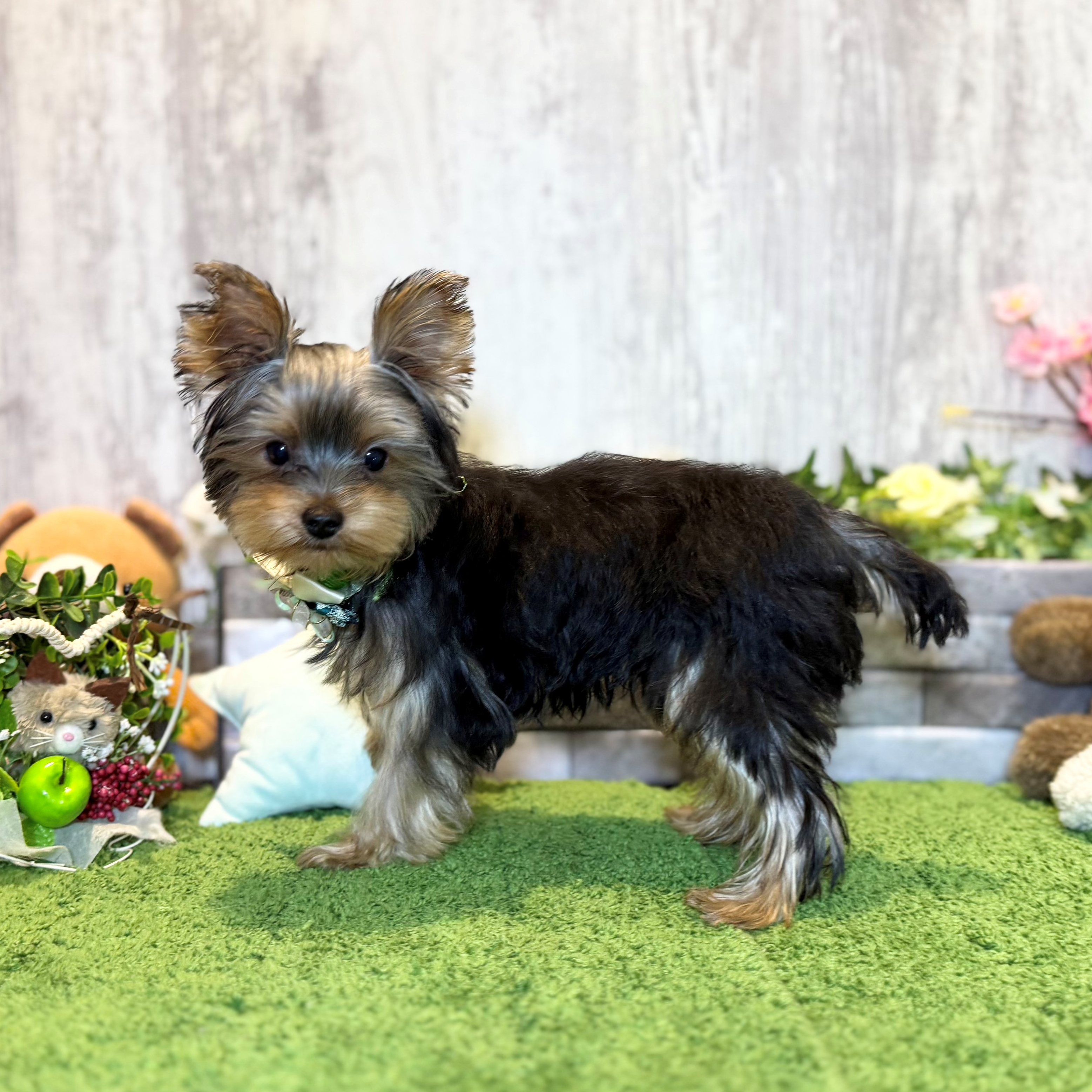 兵庫県のヨークシャーテリア (ペッツワン姫路大津店/2025年11月25日生まれ/男の子/スチールブルータン)の子犬の2枚目の画像