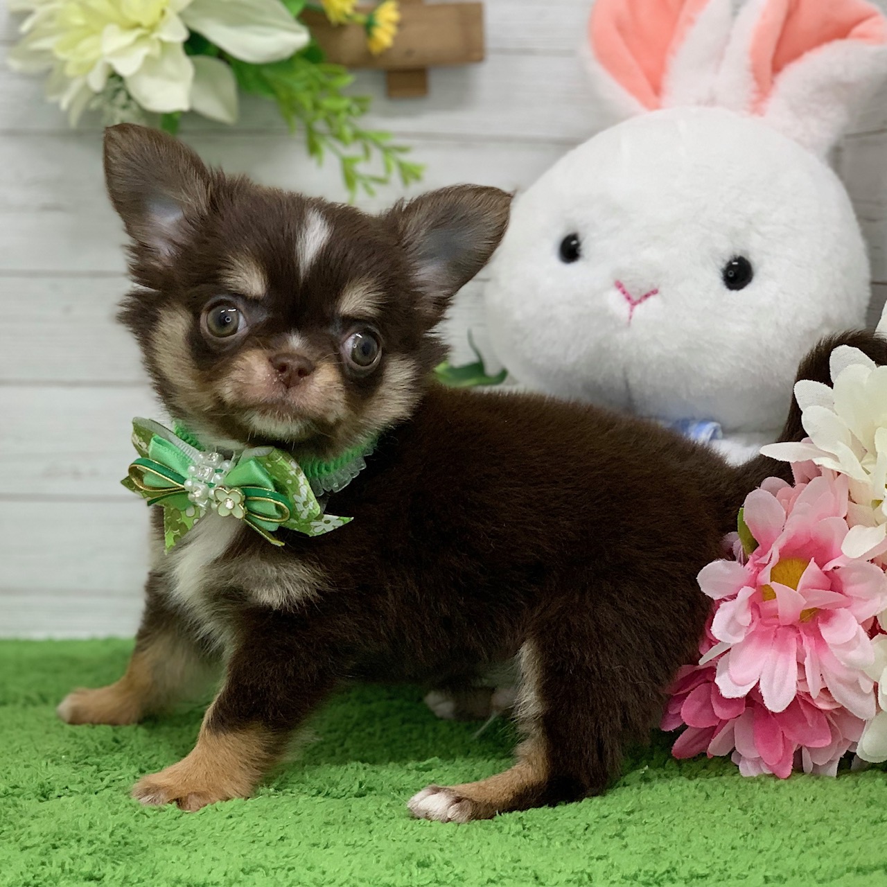 兵庫県のチワワ(ロング) (ペッツワン神戸ひよどり台店/2026年1月29日生まれ/男の子/チョコレートタンホワイト)の子犬の3枚目の画像