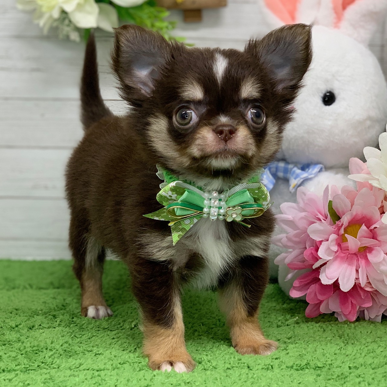 兵庫県のチワワ(ロング) (ペッツワン神戸ひよどり台店/2026年1月29日生まれ/男の子/チョコレートタンホワイト)の子犬の2枚目の画像