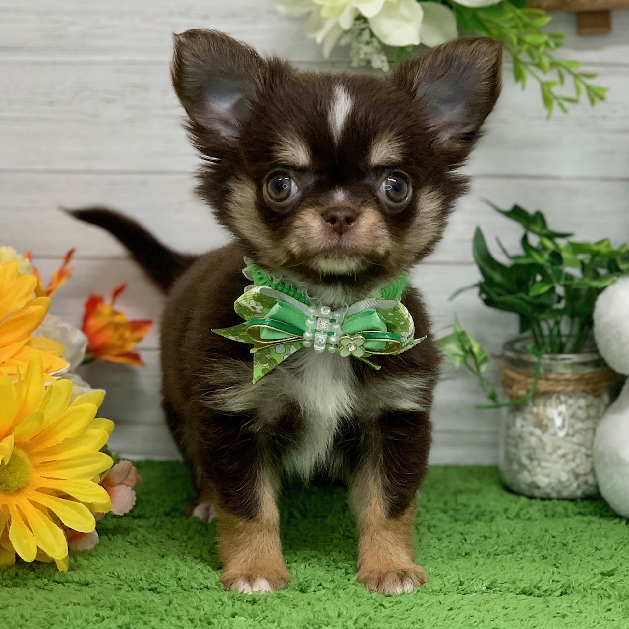 兵庫県のチワワ(ロング) (ペッツワン神戸ひよどり台店/2026年1月29日生まれ/男の子/チョコレートタンホワイト)の子犬の1枚目の画像