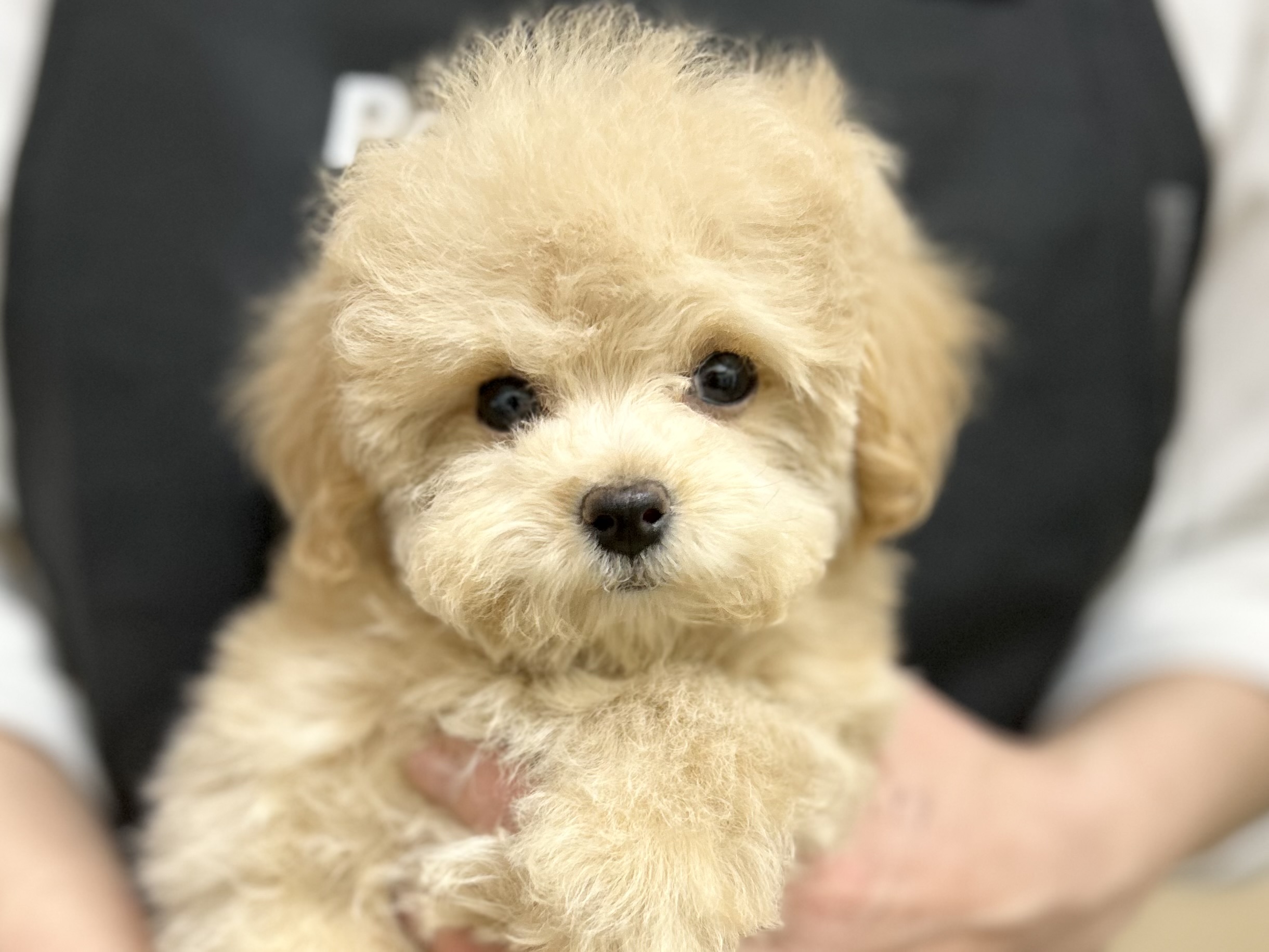 愛知県のハーフ犬・ミックス犬 (ペッツワン名古屋堀田店/2026年1月25日生まれ/女の子/クリーム)の子犬