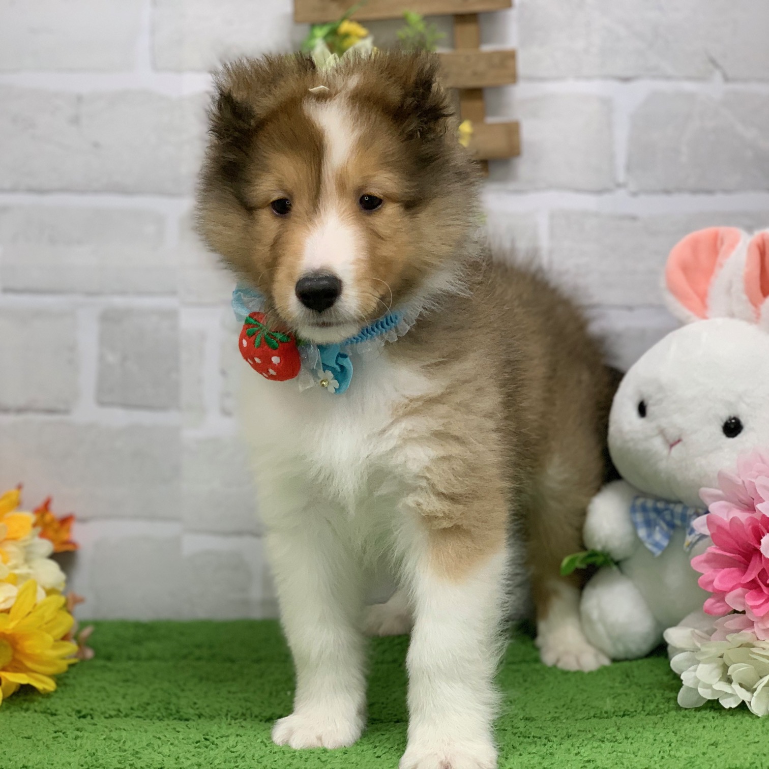 兵庫県のシェットランドシープドッグ (ペッツワン神戸ひよどり台店/2026年1月29日生まれ/男の子/セーブルホワイト)の子犬の1枚目の画像