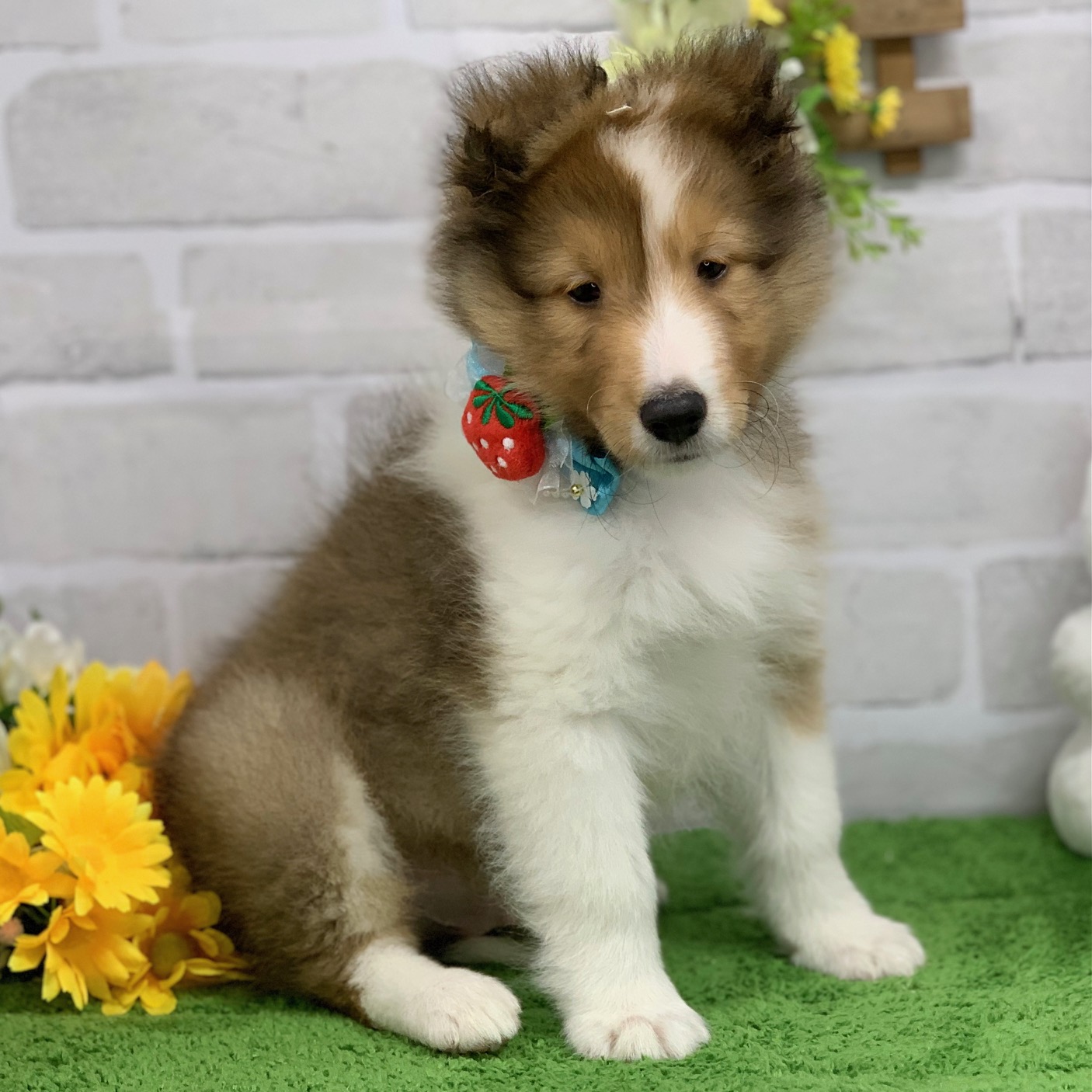 兵庫県のシェットランドシープドッグ (ペッツワン神戸ひよどり台店/2026年1月29日生まれ/男の子/セーブルホワイト)の子犬の2枚目の画像