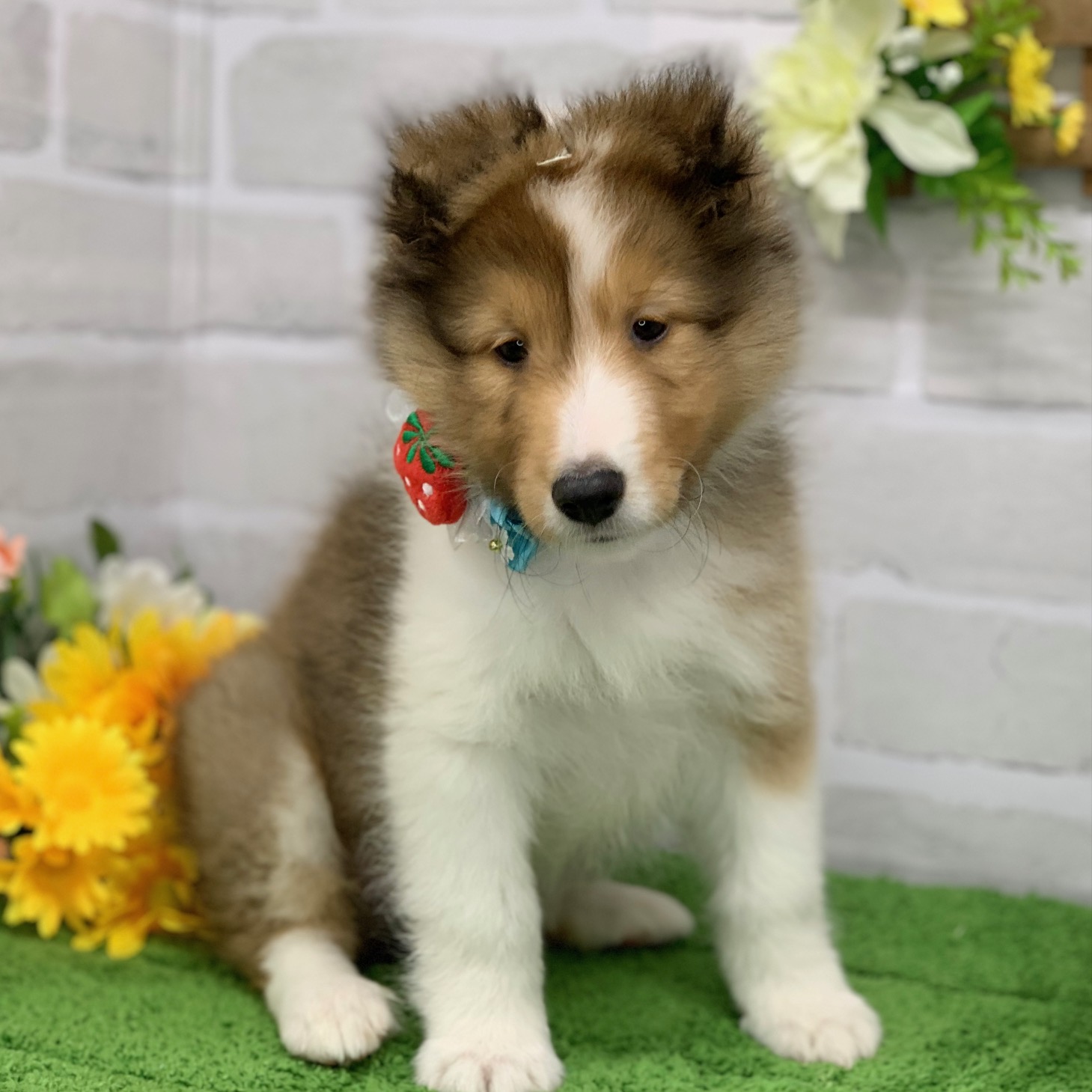 兵庫県のシェットランドシープドッグ (ペッツワン神戸ひよどり台店/2026年1月29日生まれ/男の子/セーブルホワイト)の子犬の3枚目の画像