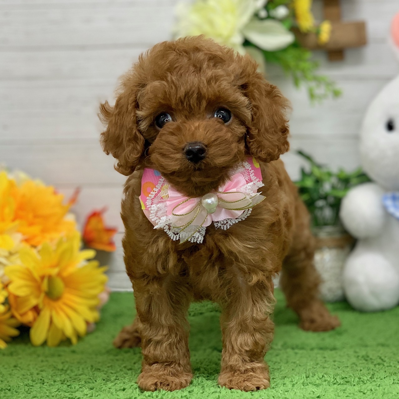 兵庫県のトイプードル(トイ) (ペッツワン神戸ひよどり台店/2026年1月29日生まれ/女の子/レッドフォーン)の子犬の1枚目の画像