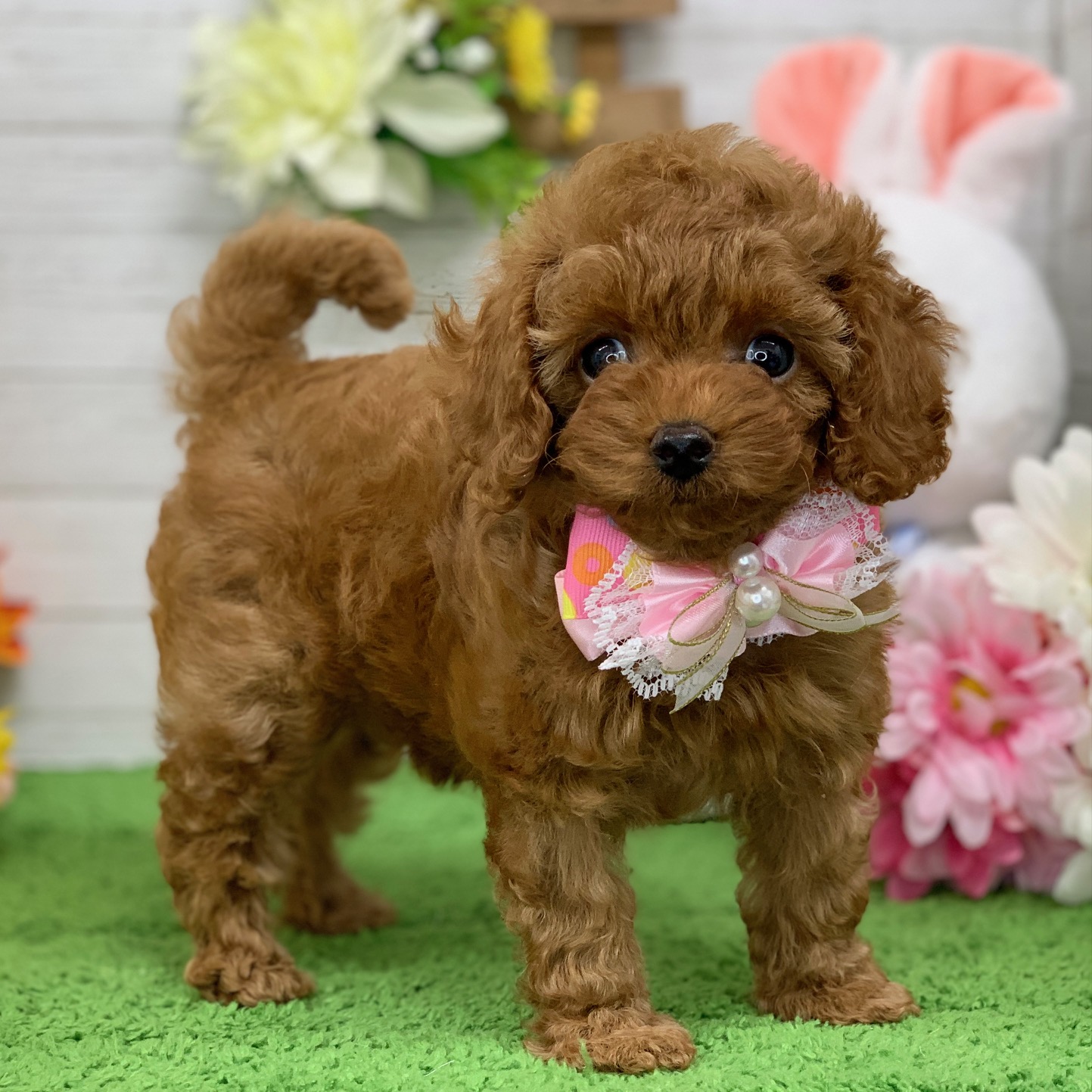 兵庫県のトイプードル(トイ) (ペッツワン神戸ひよどり台店/2026年1月29日生まれ/女の子/レッドフォーン)の子犬の2枚目の画像