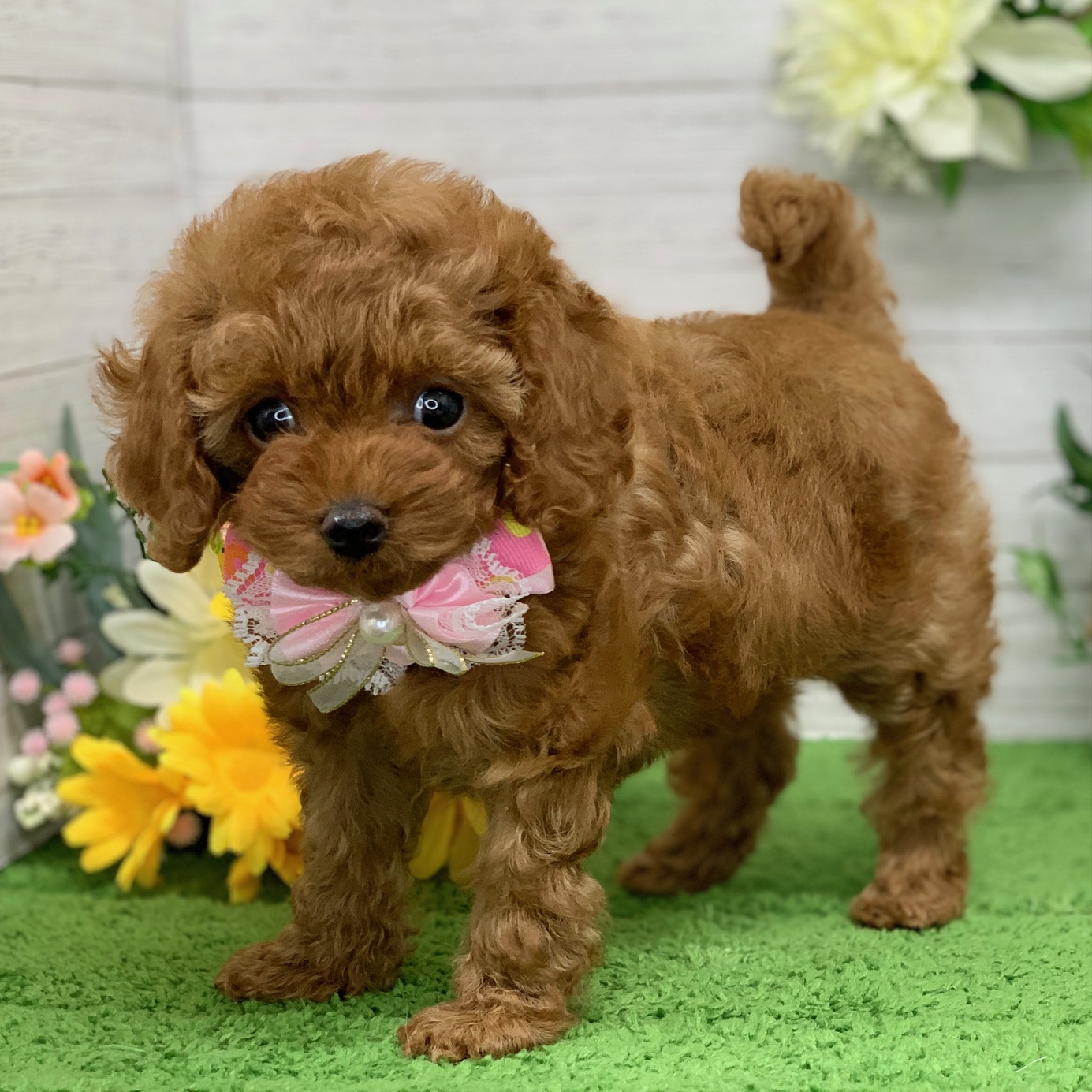 兵庫県のトイプードル(トイ) (ペッツワン神戸ひよどり台店/2026年1月29日生まれ/女の子/レッドフォーン)の子犬の3枚目の画像