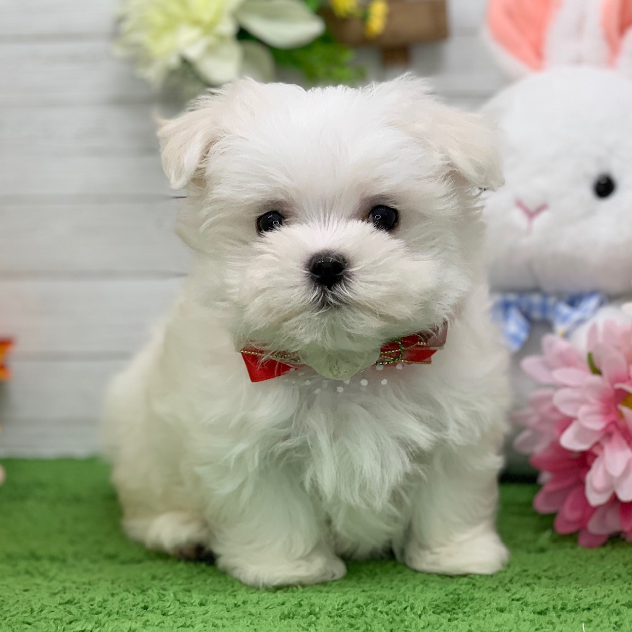 兵庫県のマルチーズ (ペッツワン神戸ひよどり台店/2026年1月28日生まれ/女の子/ホワイト)の子犬の1枚目の画像