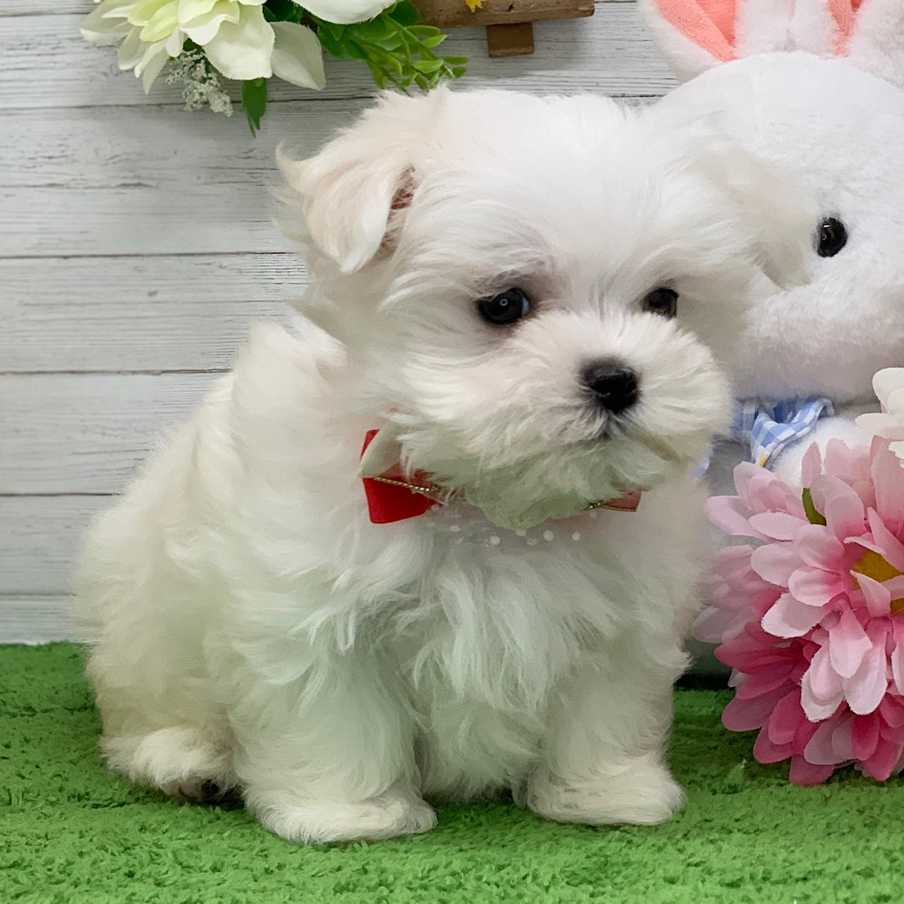 兵庫県のマルチーズ (ペッツワン神戸ひよどり台店/2026年1月28日生まれ/女の子/ホワイト)の子犬の3枚目の画像