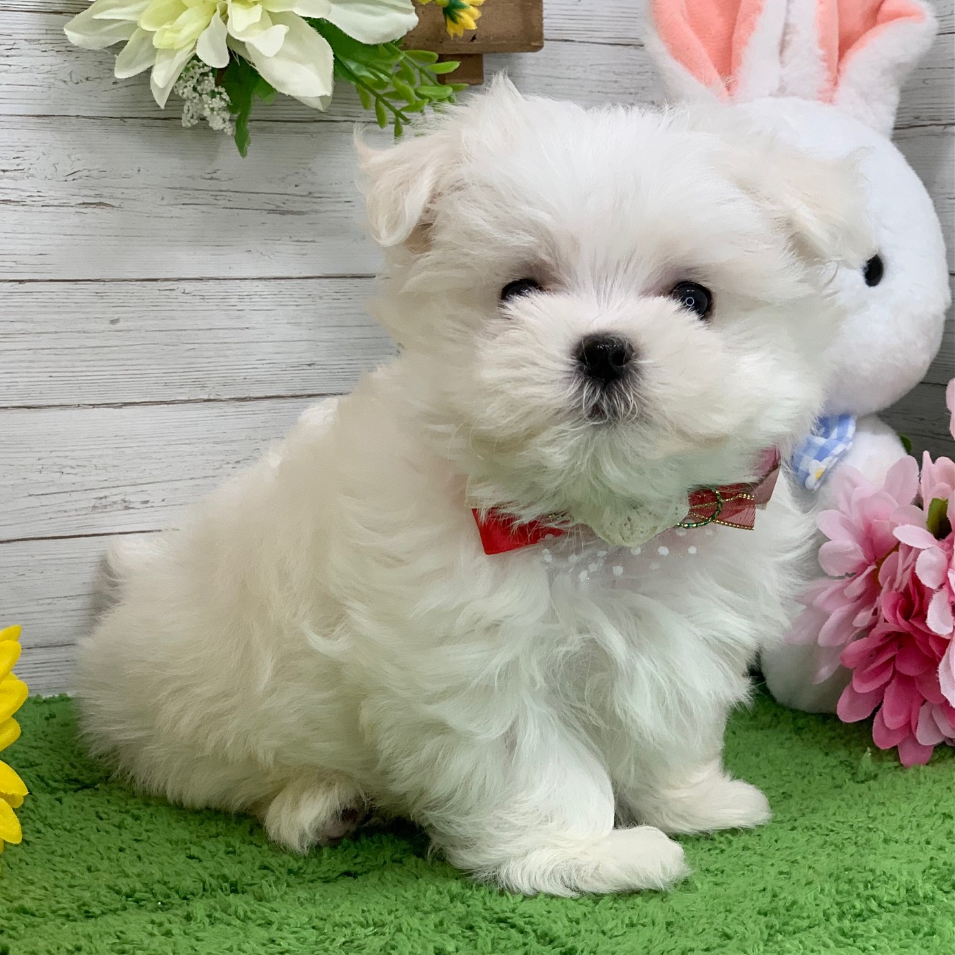 兵庫県のマルチーズ (ペッツワン神戸ひよどり台店/2026年1月28日生まれ/女の子/ホワイト)の子犬の2枚目の画像