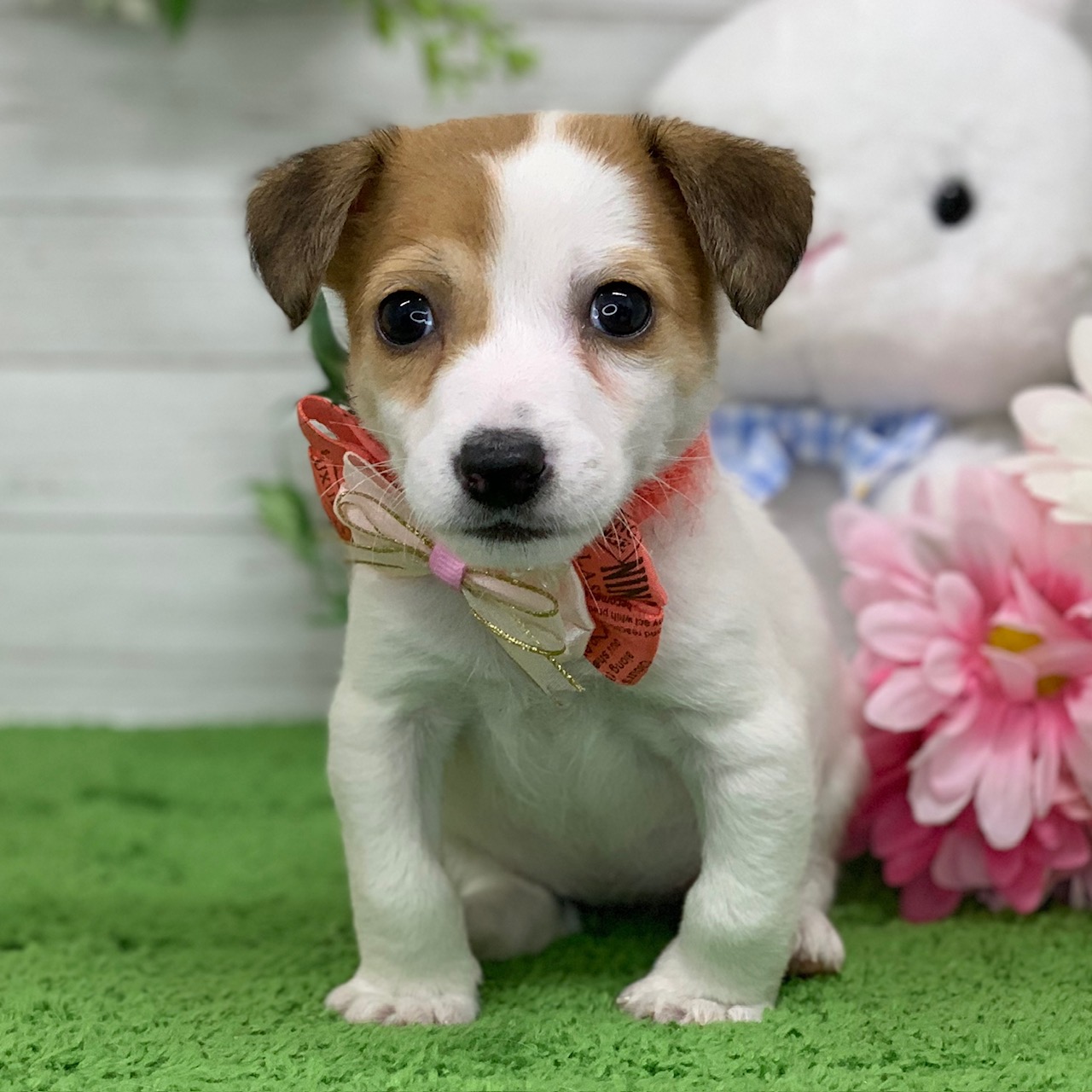 兵庫県のジャックラッセルテリア (ペッツワン神戸ひよどり台店/2026年1月26日生まれ/女の子/タンホワイト)の子犬の3枚目の画像