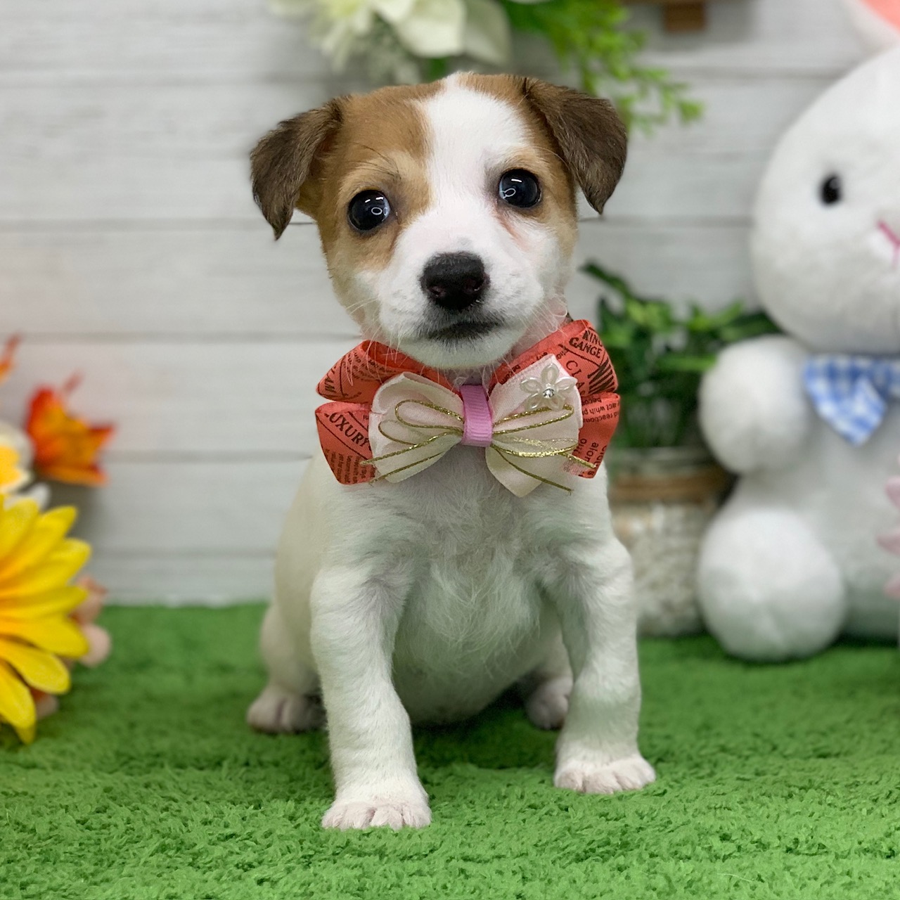 兵庫県のジャックラッセルテリア (ペッツワン神戸ひよどり台店/2026年1月26日生まれ/女の子/タンホワイト)の子犬の1枚目の画像