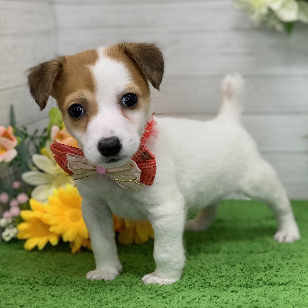 兵庫県のジャックラッセルテリア (ペッツワン神戸ひよどり台店/2026年1月26日生まれ/女の子/タンホワイト)の子犬の2枚目の画像