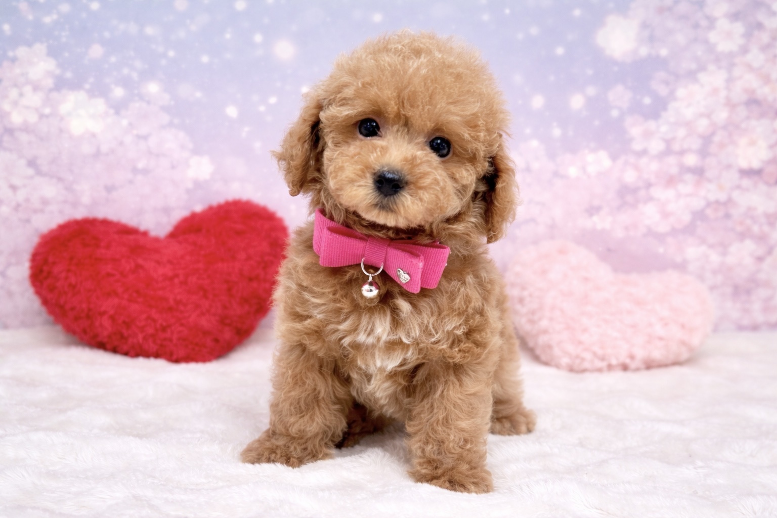 兵庫県のトイプードル(トイ) (ペッツワン神戸深江浜店/2026年1月26日生まれ/女の子/レッドフォーン)の子犬の1枚目の画像