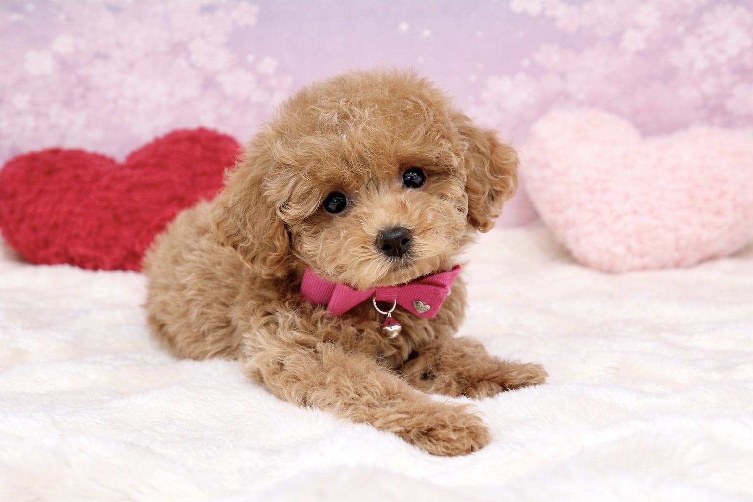 兵庫県のトイプードル(トイ) (ペッツワン神戸深江浜店/2026年1月26日生まれ/女の子/レッドフォーン)の子犬の3枚目の画像