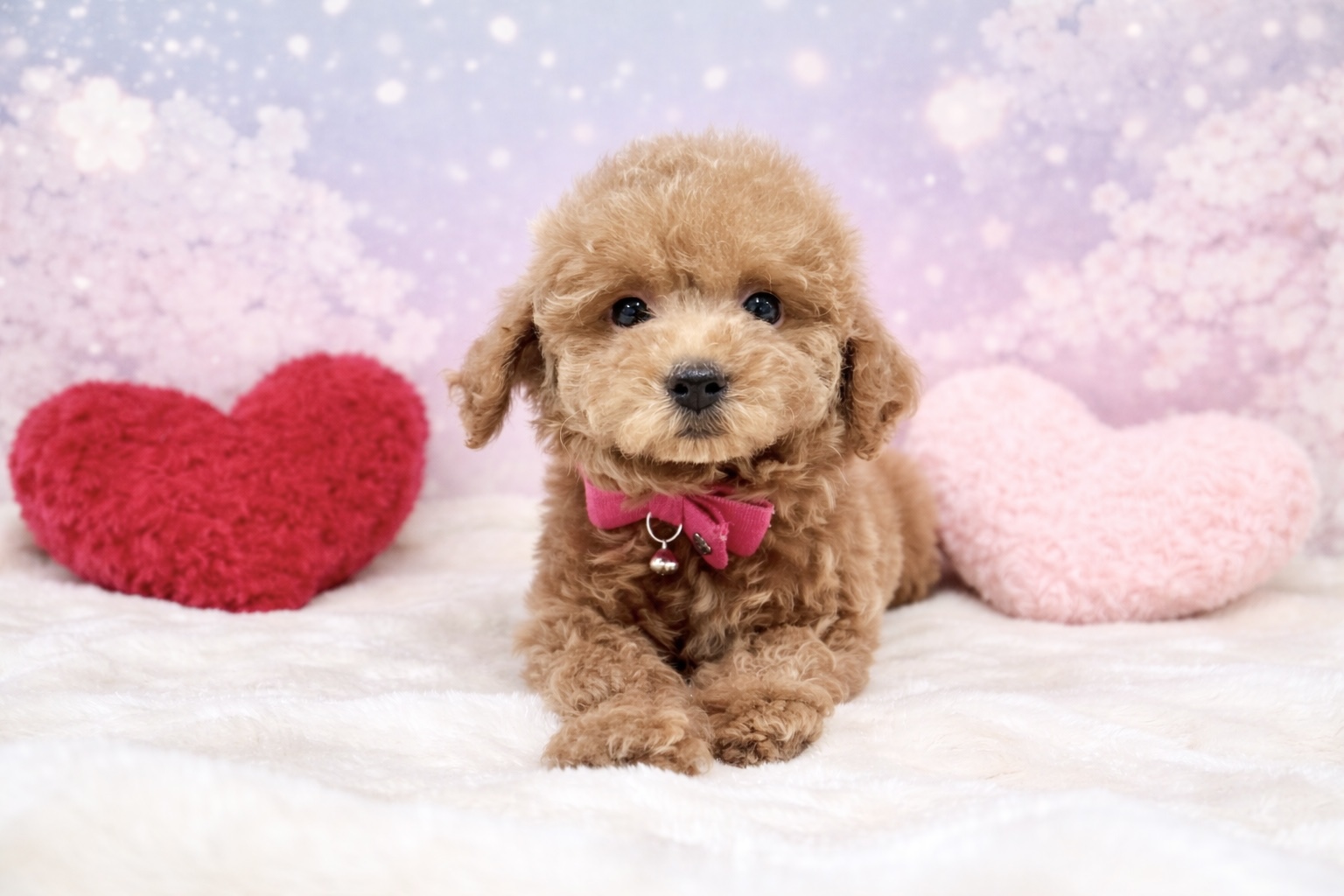 兵庫県のトイプードル(トイ) (ペッツワン神戸深江浜店/2026年1月26日生まれ/女の子/レッドフォーン)の子犬の2枚目の画像