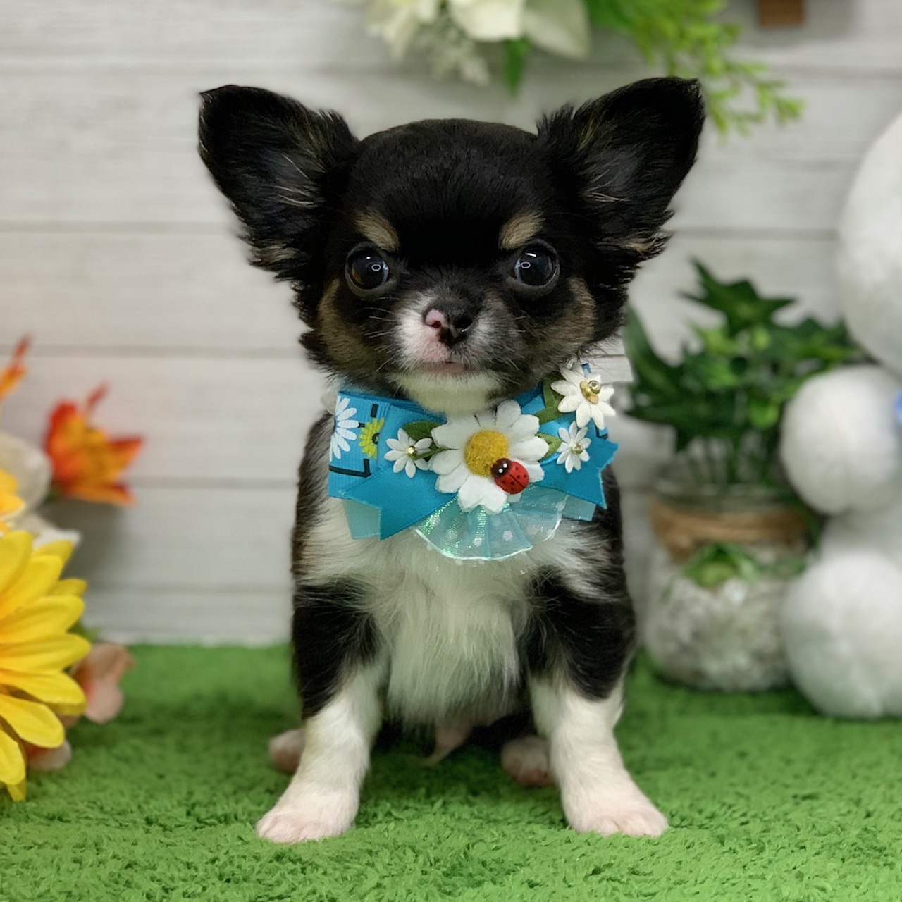 兵庫県のチワワ(ロング) (ペッツワン神戸ひよどり台店/2026年1月29日生まれ/男の子/ブラックタンホワイト)の子犬の1枚目の画像