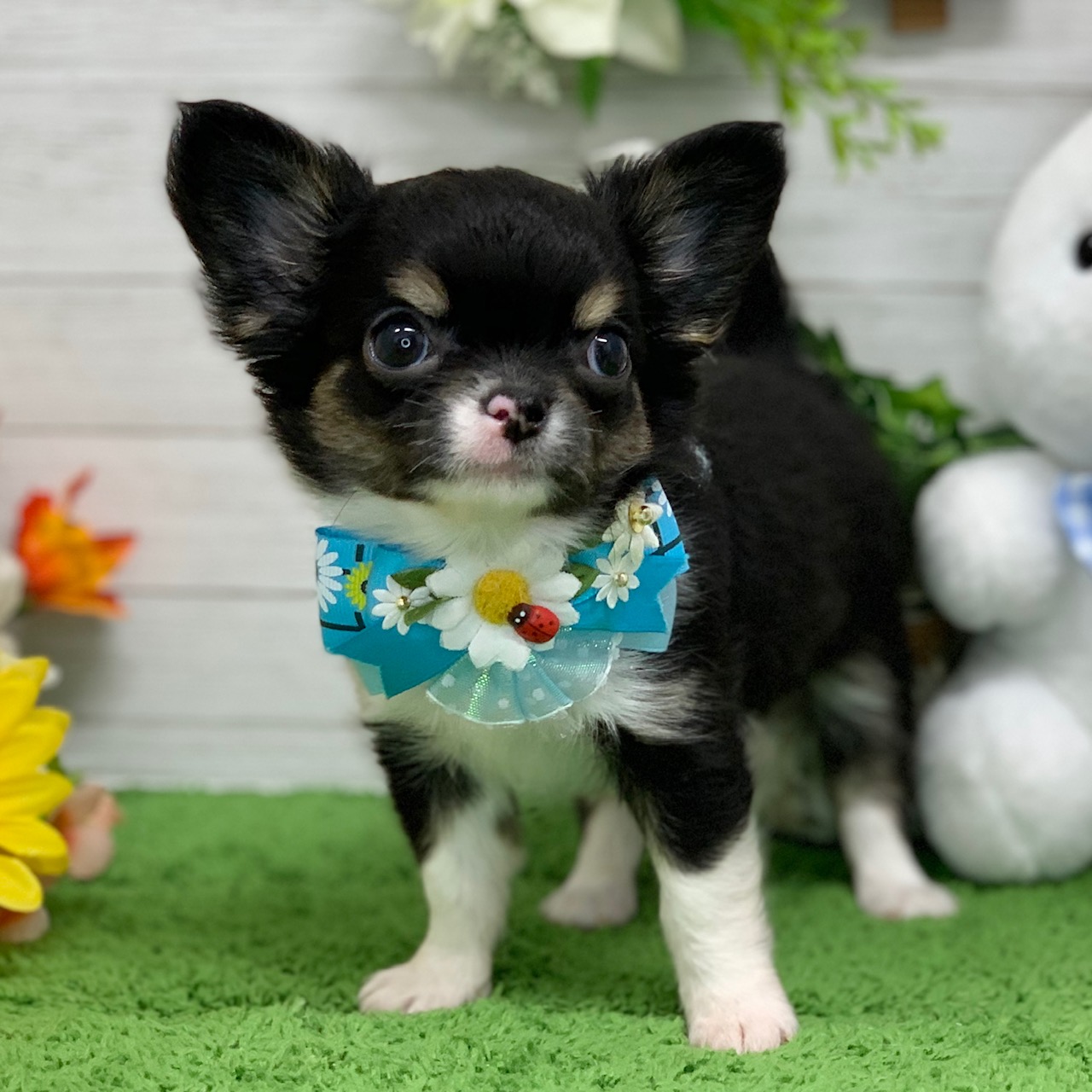 兵庫県のチワワ(ロング) (ペッツワン神戸ひよどり台店/2026年1月29日生まれ/男の子/ブラックタンホワイト)の子犬の2枚目の画像