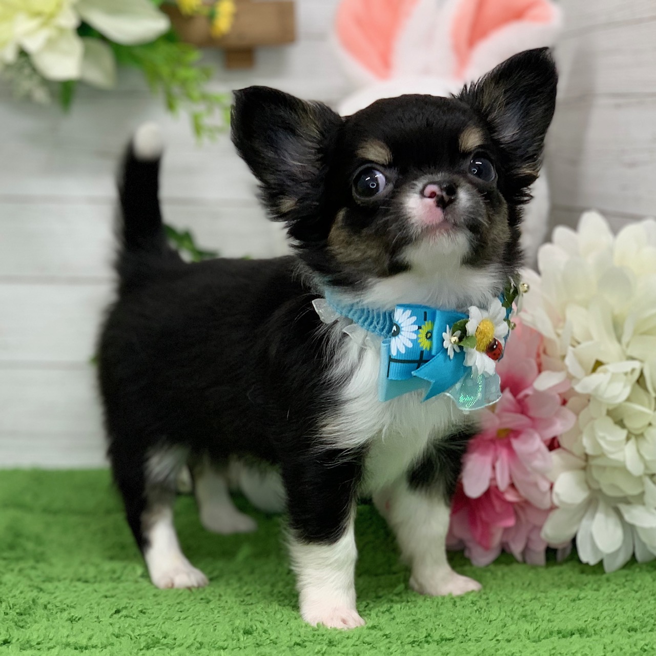 兵庫県のチワワ(ロング) (ペッツワン神戸ひよどり台店/2026年1月29日生まれ/男の子/ブラックタンホワイト)の子犬の3枚目の画像