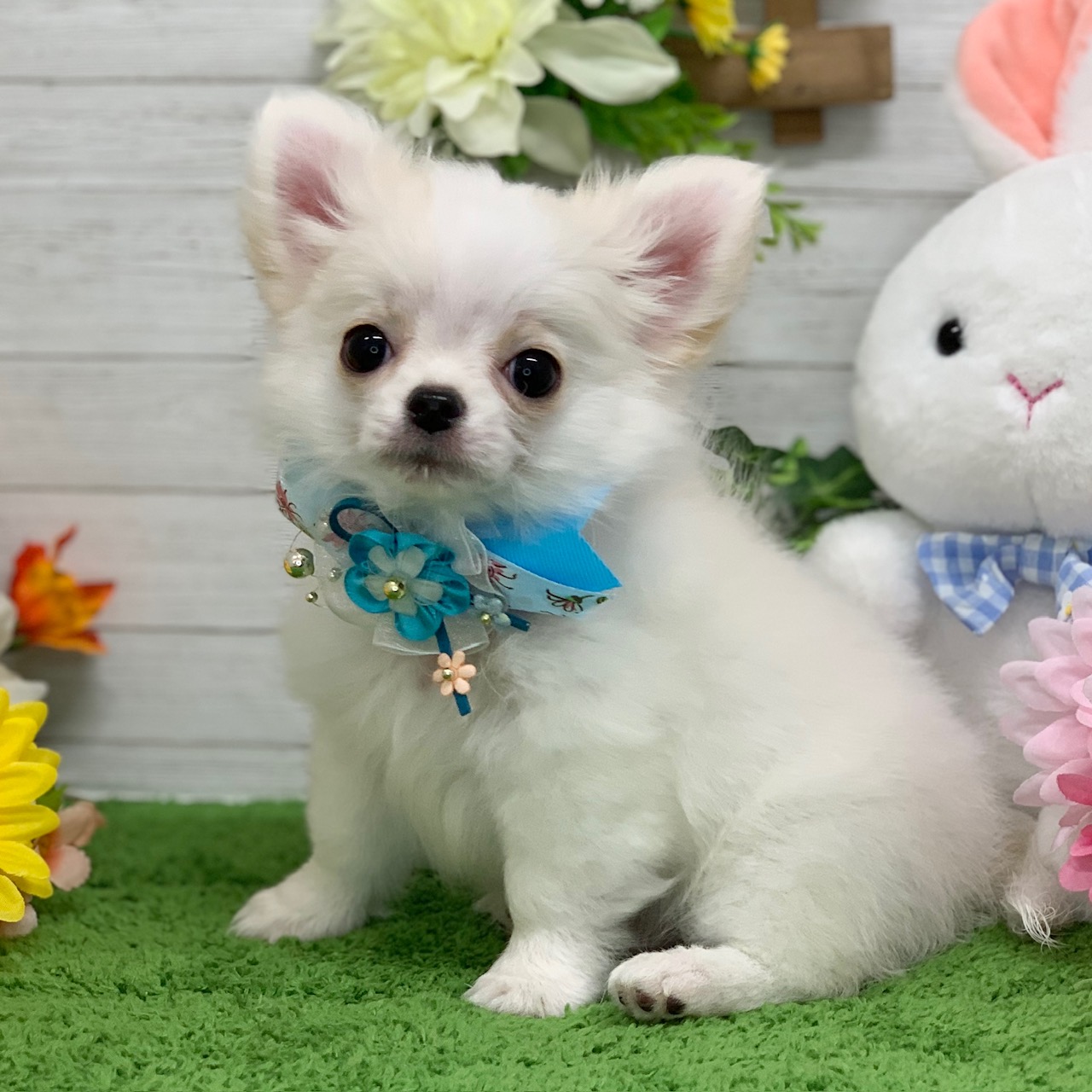 兵庫県のチワワ(ロング) (ペッツワン神戸ひよどり台店/2026年1月1日生まれ/男の子/クリームホワイト)の子犬の2枚目の画像