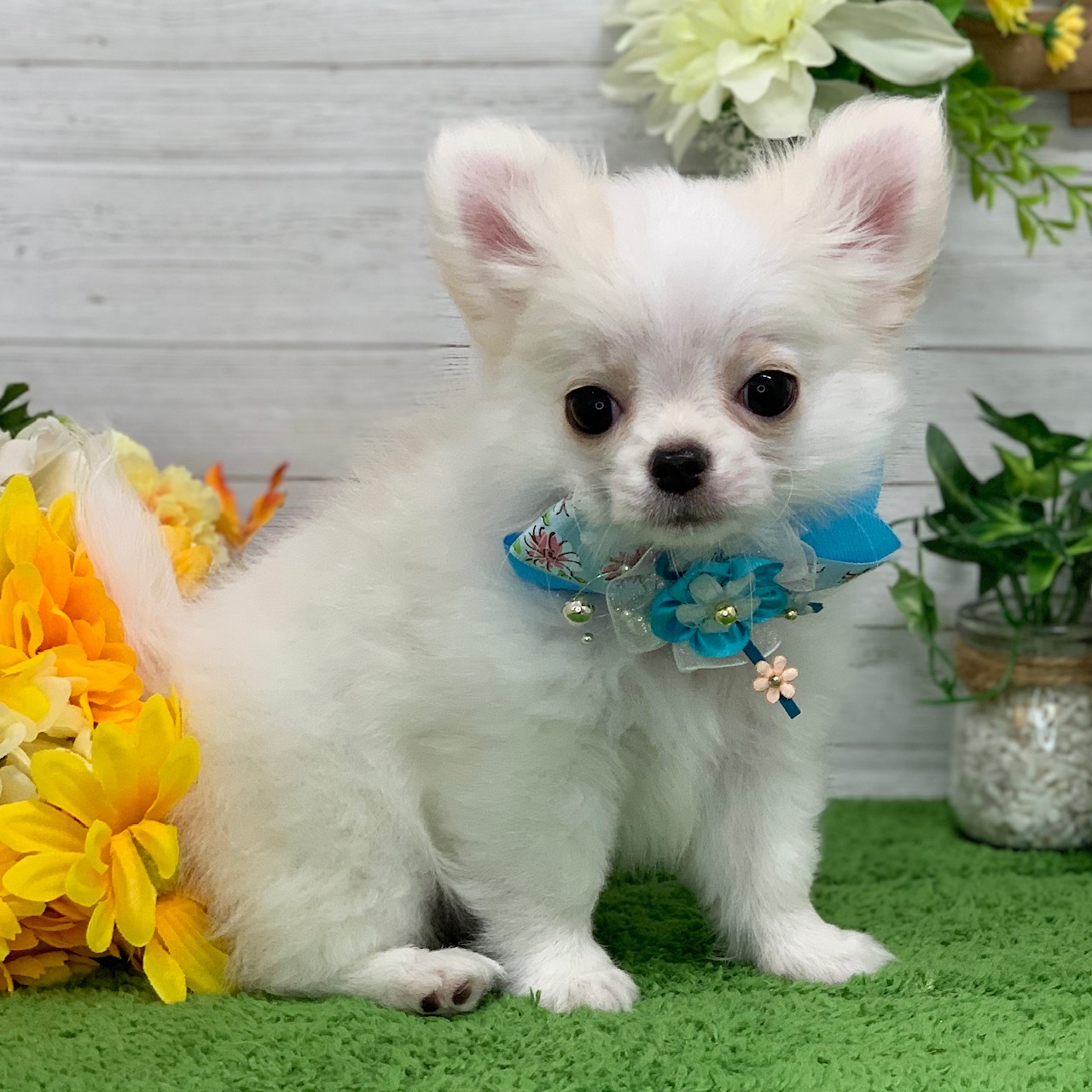 兵庫県のチワワ(ロング) (ペッツワン神戸ひよどり台店/2026年1月1日生まれ/男の子/クリームホワイト)の子犬の3枚目の画像