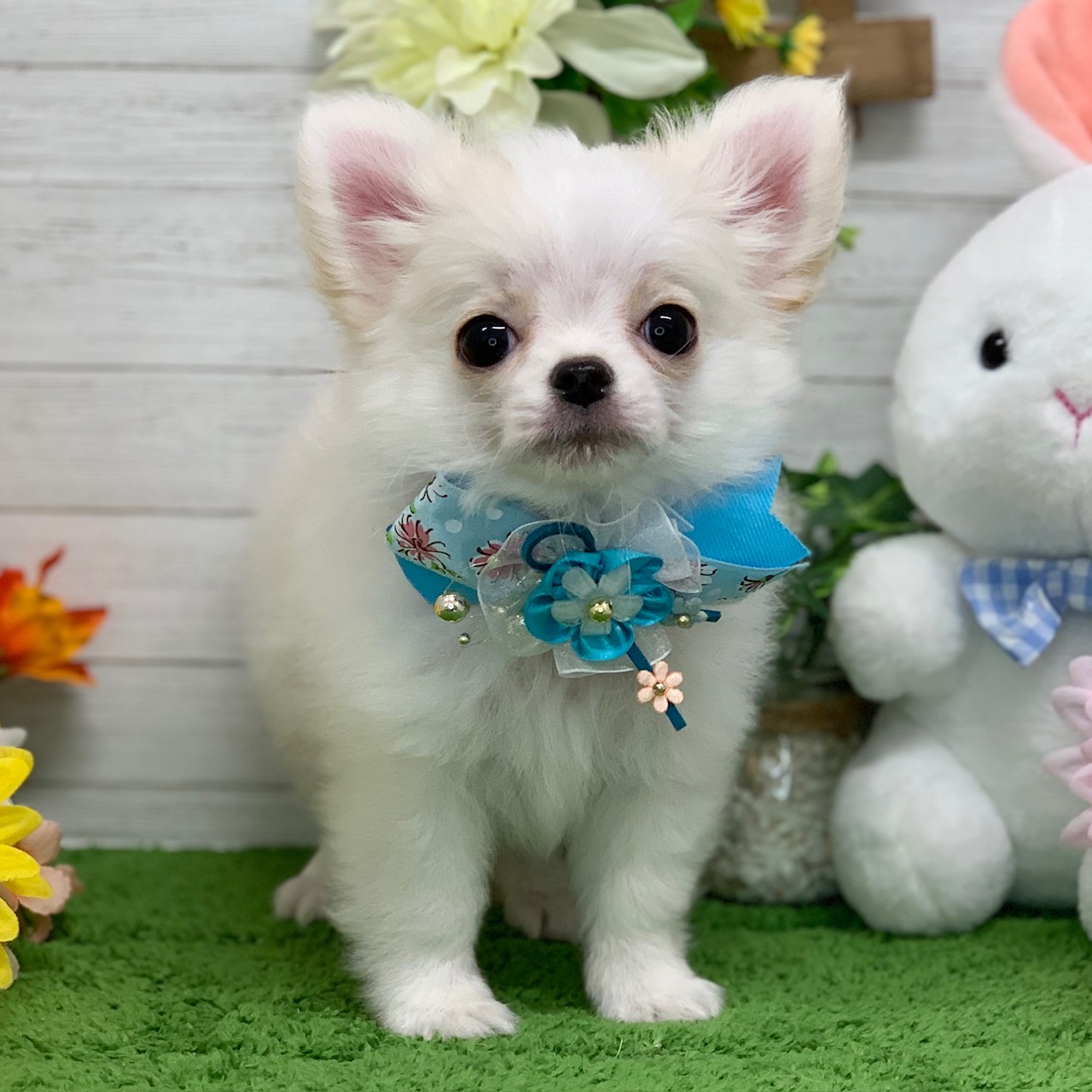 兵庫県のチワワ(ロング) (ペッツワン神戸ひよどり台店/2026年1月1日生まれ/男の子/クリームホワイト)の子犬の1枚目の画像