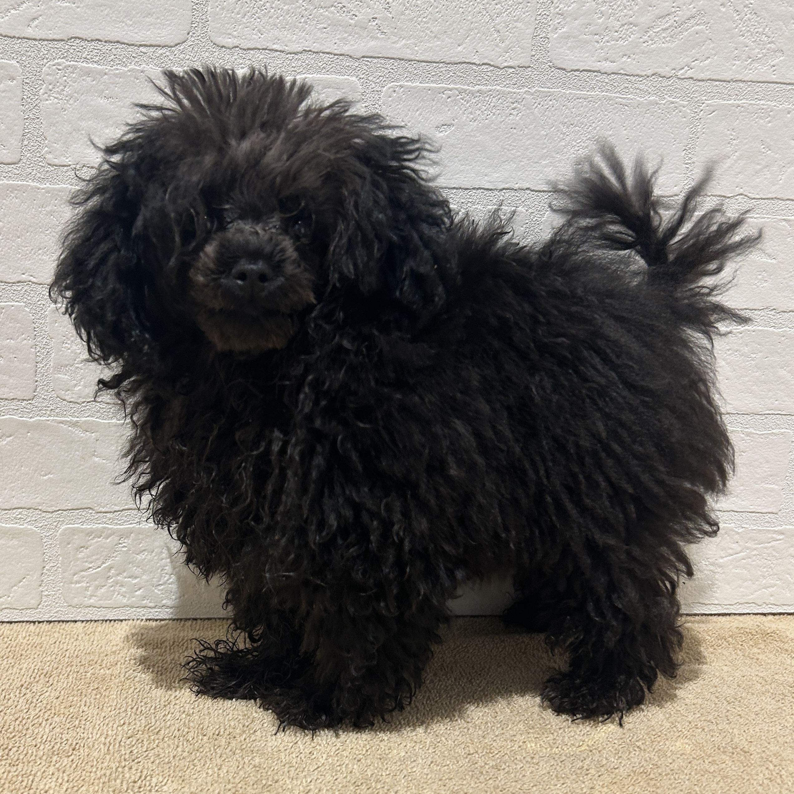 愛知県のトイプードル(トイ) (ペッツワン常滑店/2025年11月13日生まれ/男の子/シルバー)の子犬の2枚目の画像