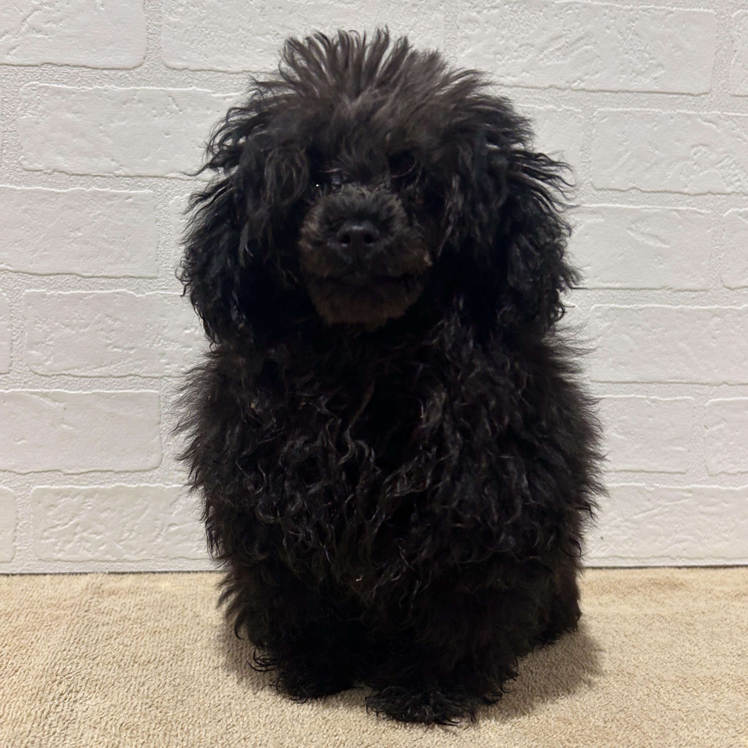 愛知県のトイプードル(トイ) (ペッツワン常滑店/2025年11月13日生まれ/男の子/シルバー)の子犬の1枚目の画像