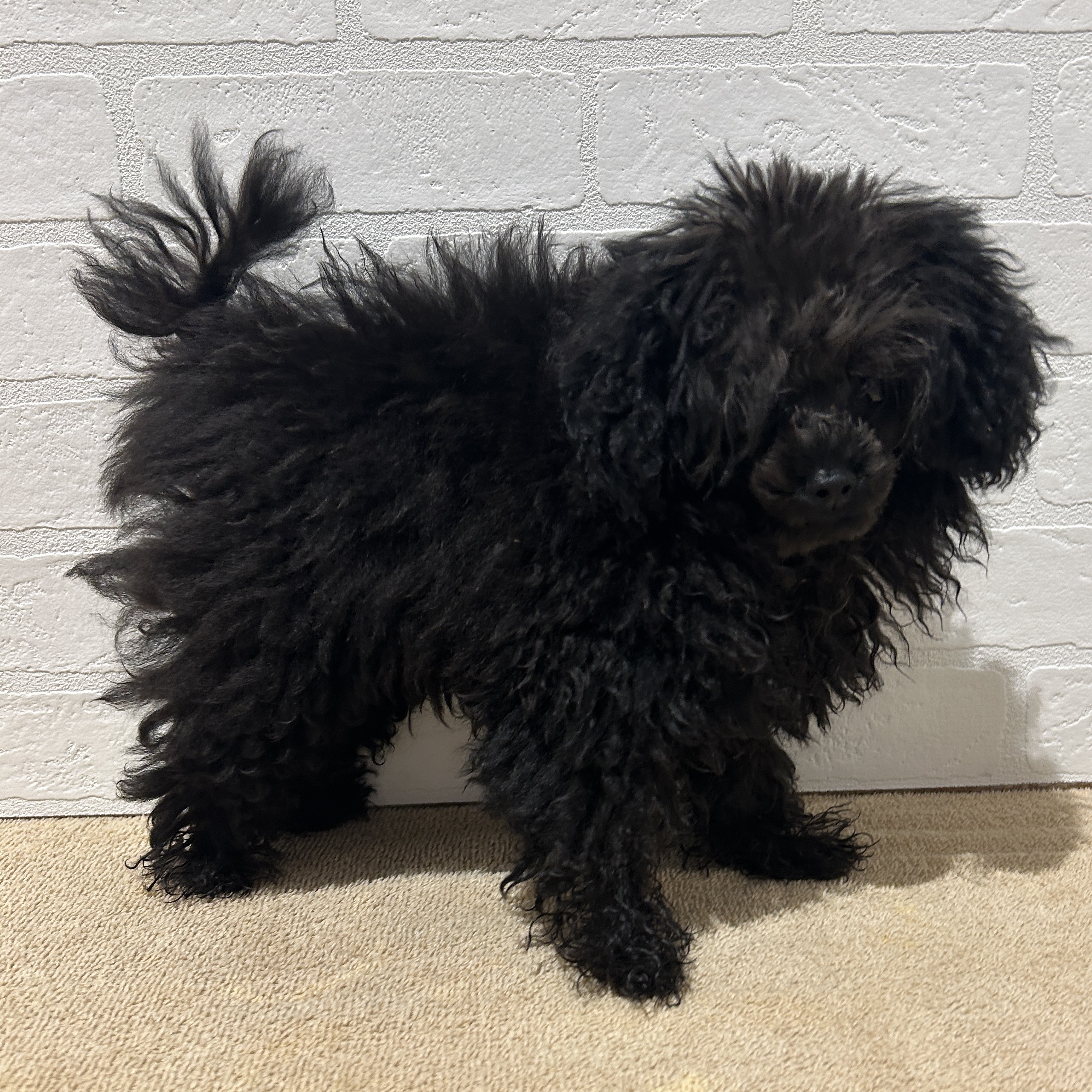 愛知県のトイプードル(トイ) (ペッツワン常滑店/2025年11月13日生まれ/男の子/シルバー)の子犬の3枚目の画像