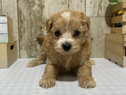 静岡県のハーフ犬・ミックス犬 (ペッツワン浜松都田テクノ店/2026年1月28日生まれ/女の子/アプリコット)の子犬