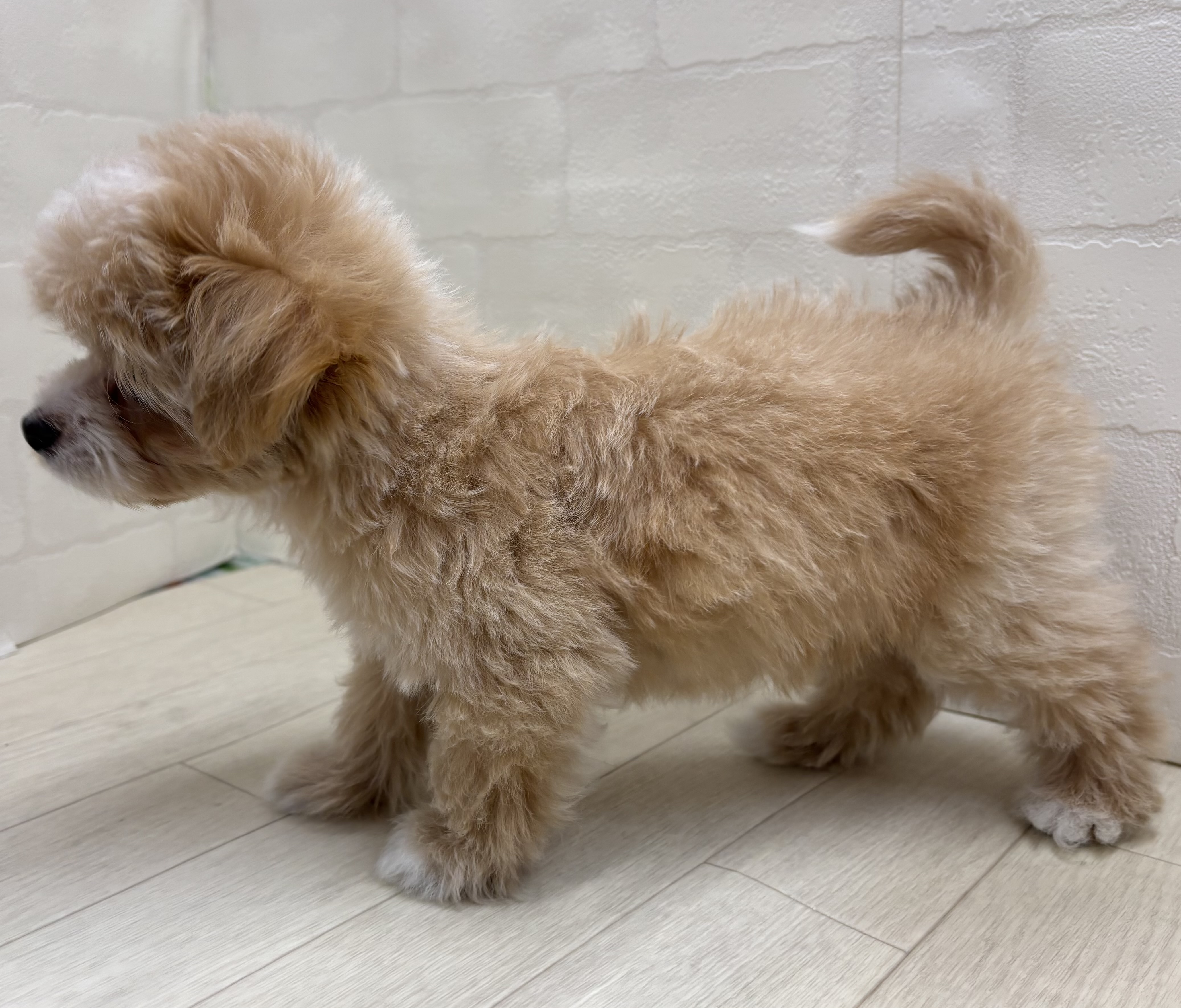 埼玉県のハーフ犬・ミックス犬 (ペッツワン大利根店/2026年1月19日生まれ/女の子/アプリコット)の子犬の3枚目の画像