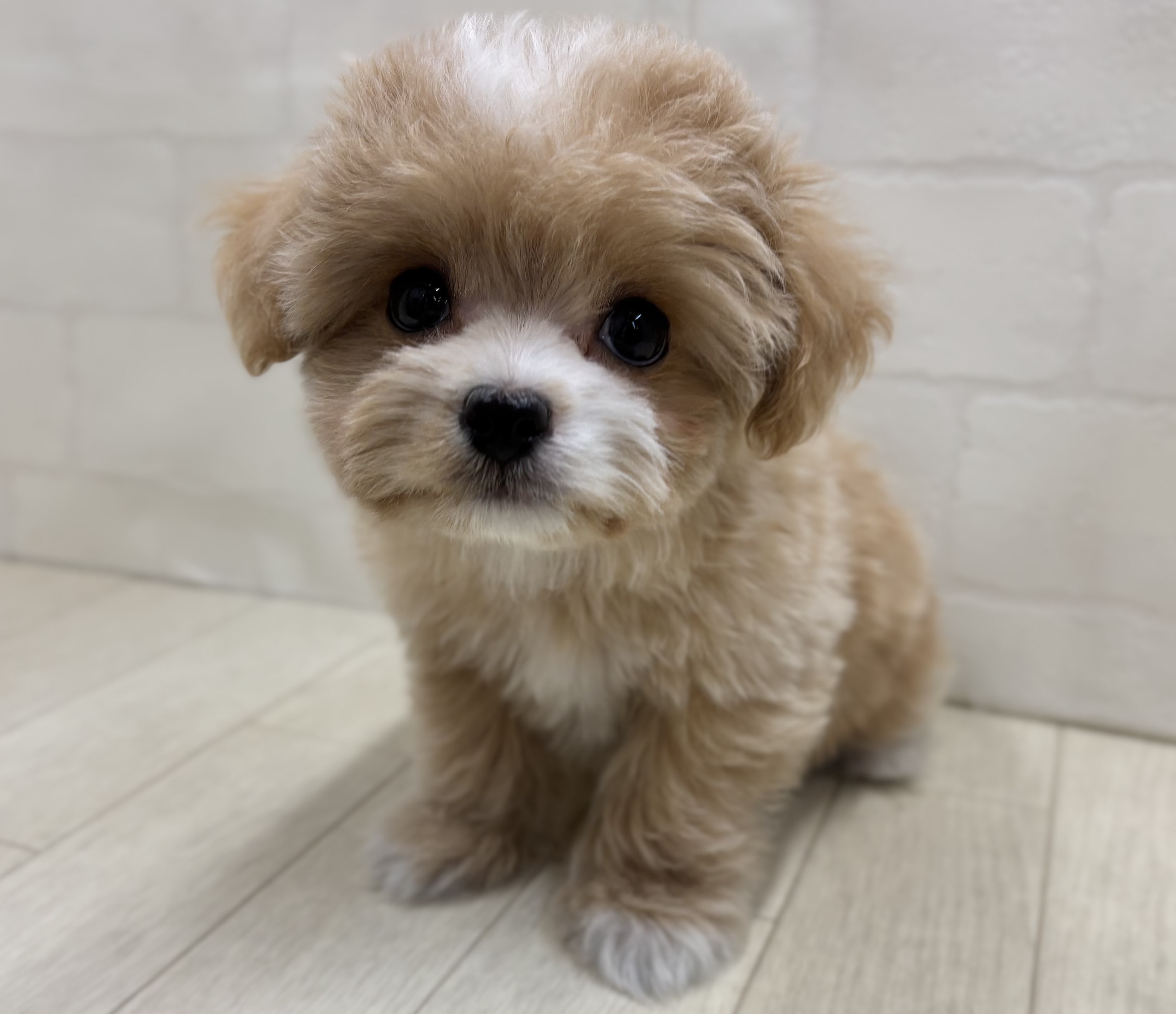 埼玉県のハーフ犬・ミックス犬 (ペッツワン大利根店/2026年1月19日生まれ/女の子/アプリコット)の子犬の2枚目の画像