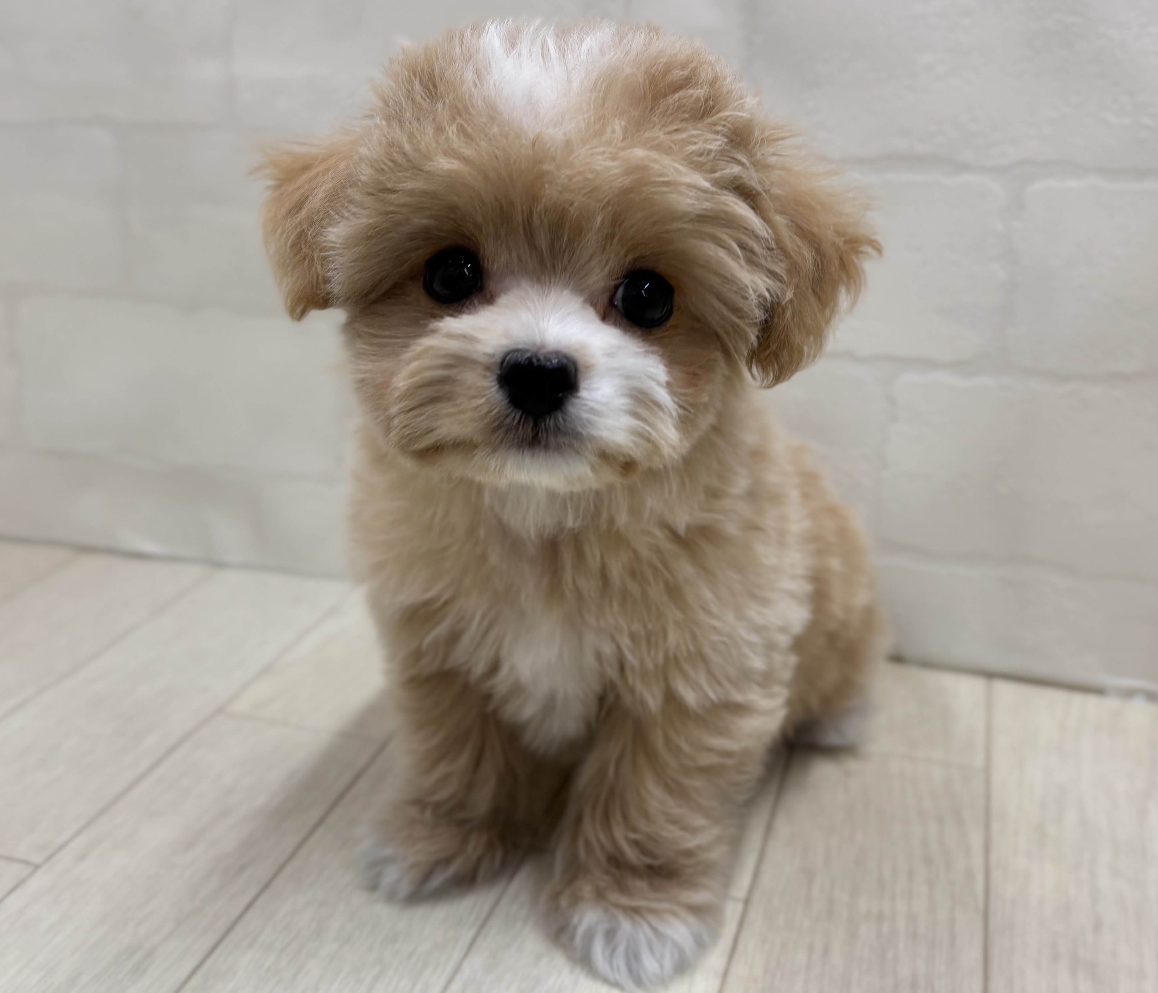 埼玉県のハーフ犬・ミックス犬 (ペッツワン大利根店/2026年1月19日生まれ/女の子/アプリコット)の子犬の1枚目の画像