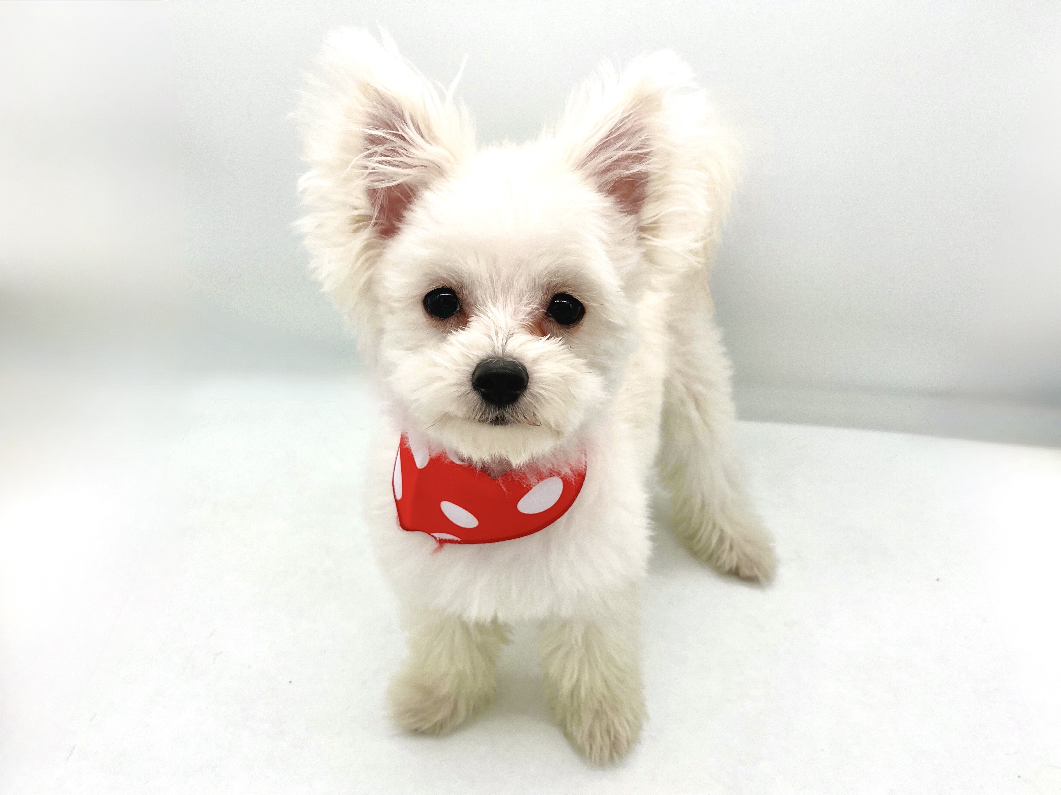 埼玉県のハーフ犬・ミックス犬 (ペッツワンなめがわモール店/2025年9月22日生まれ/男の子/クリーム)の子犬