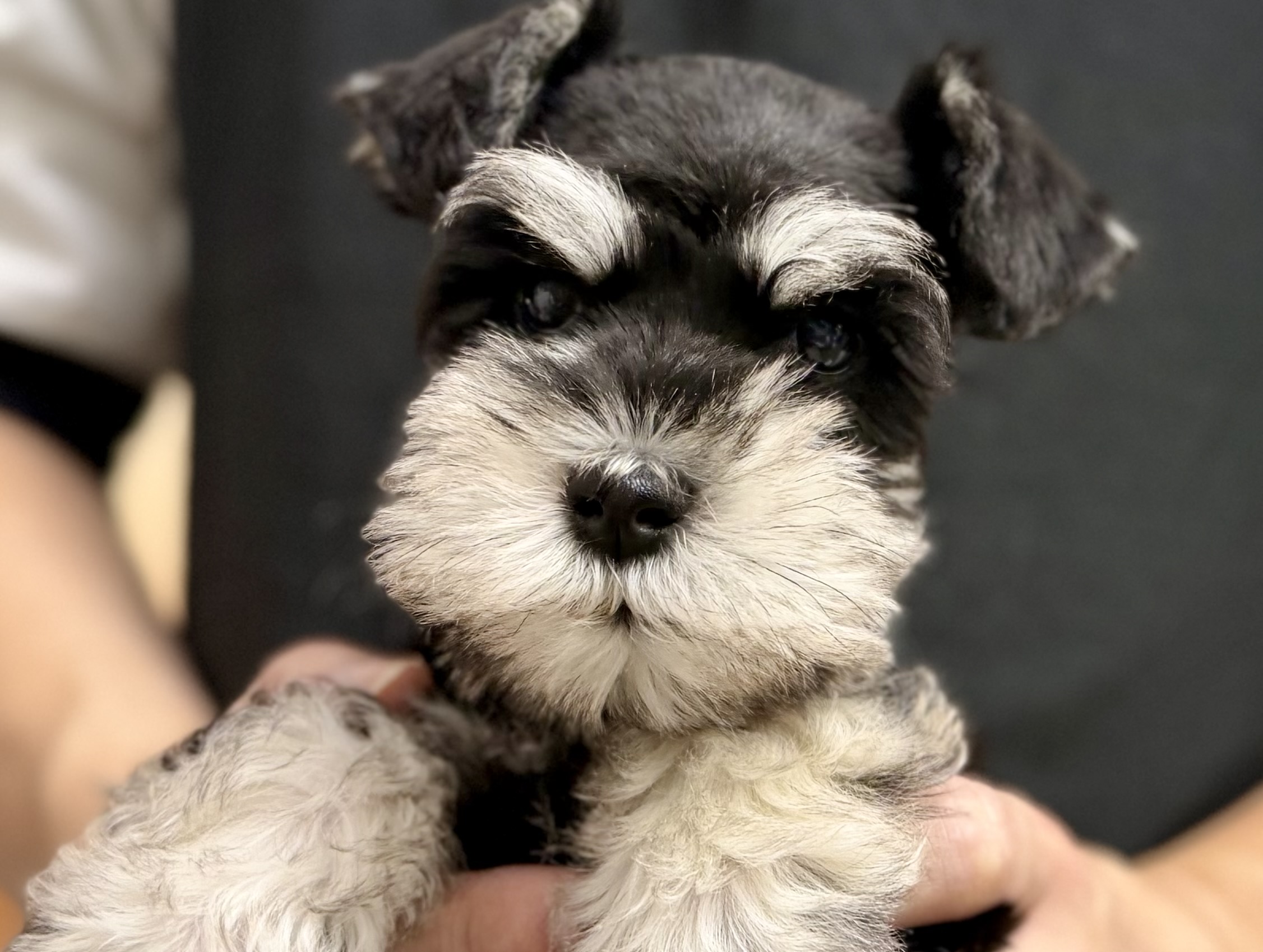 愛知県のミニチュアシュナウザー (ペッツワン名古屋堀田店/2026年1月31日生まれ/男の子/ブラックシルバー)の子犬