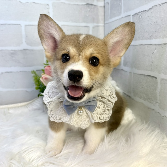 大阪府のウェルシュコーギーペンブローク (ペッツワン高槻店/2026年1月27日生まれ/男の子/レッドホワイト)の子犬の3枚目の画像