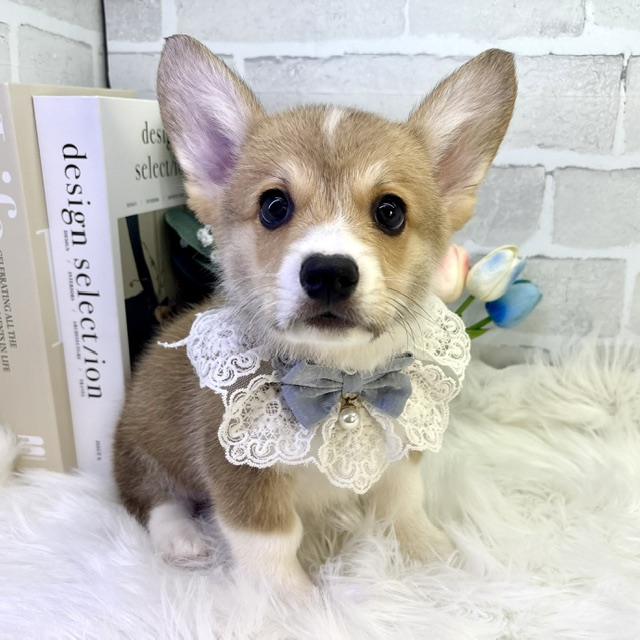 大阪府のウェルシュコーギーペンブローク (ペッツワン高槻店/2026年1月27日生まれ/男の子/レッドホワイト)の子犬の1枚目の画像